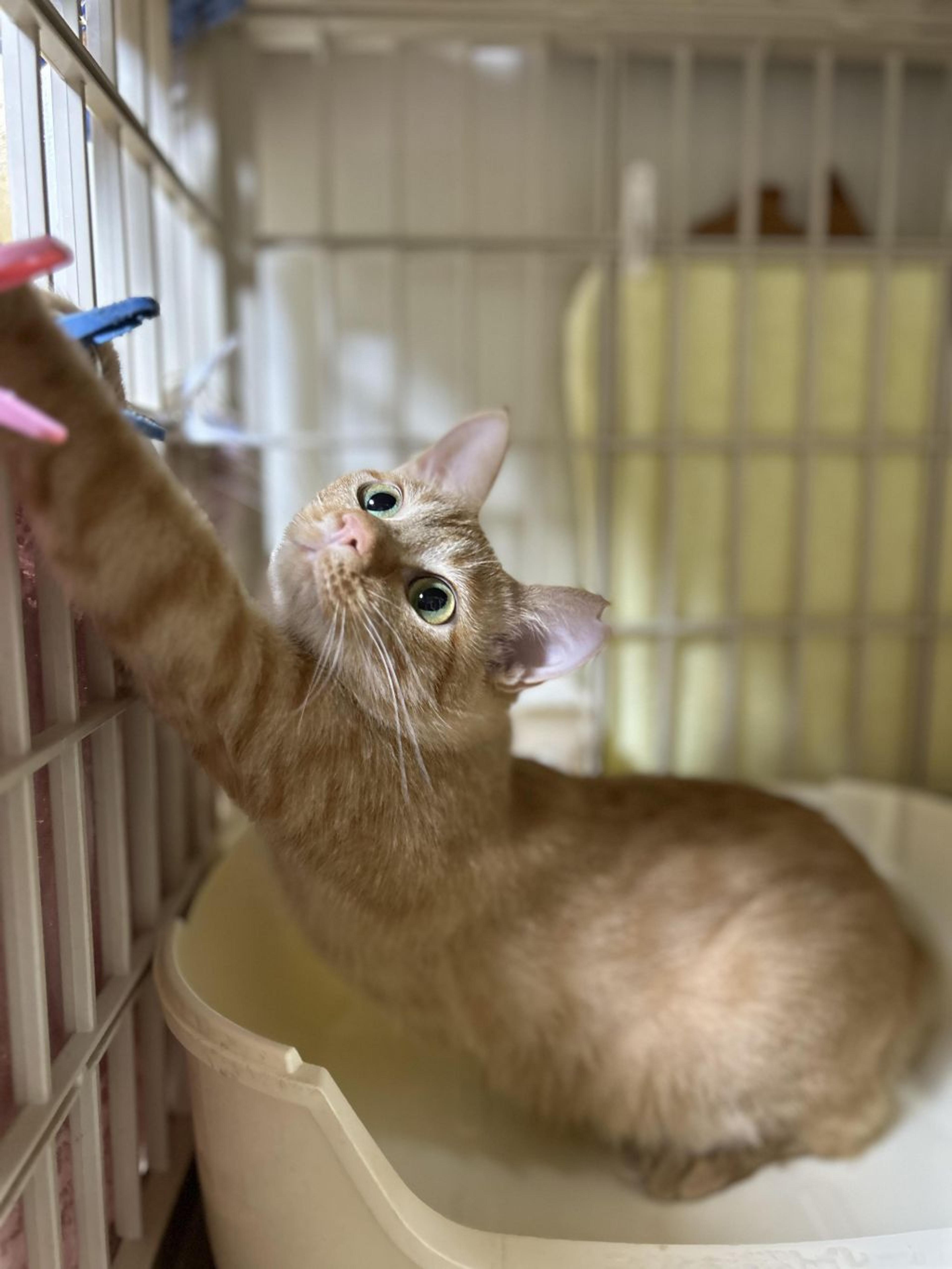 pet-image-10