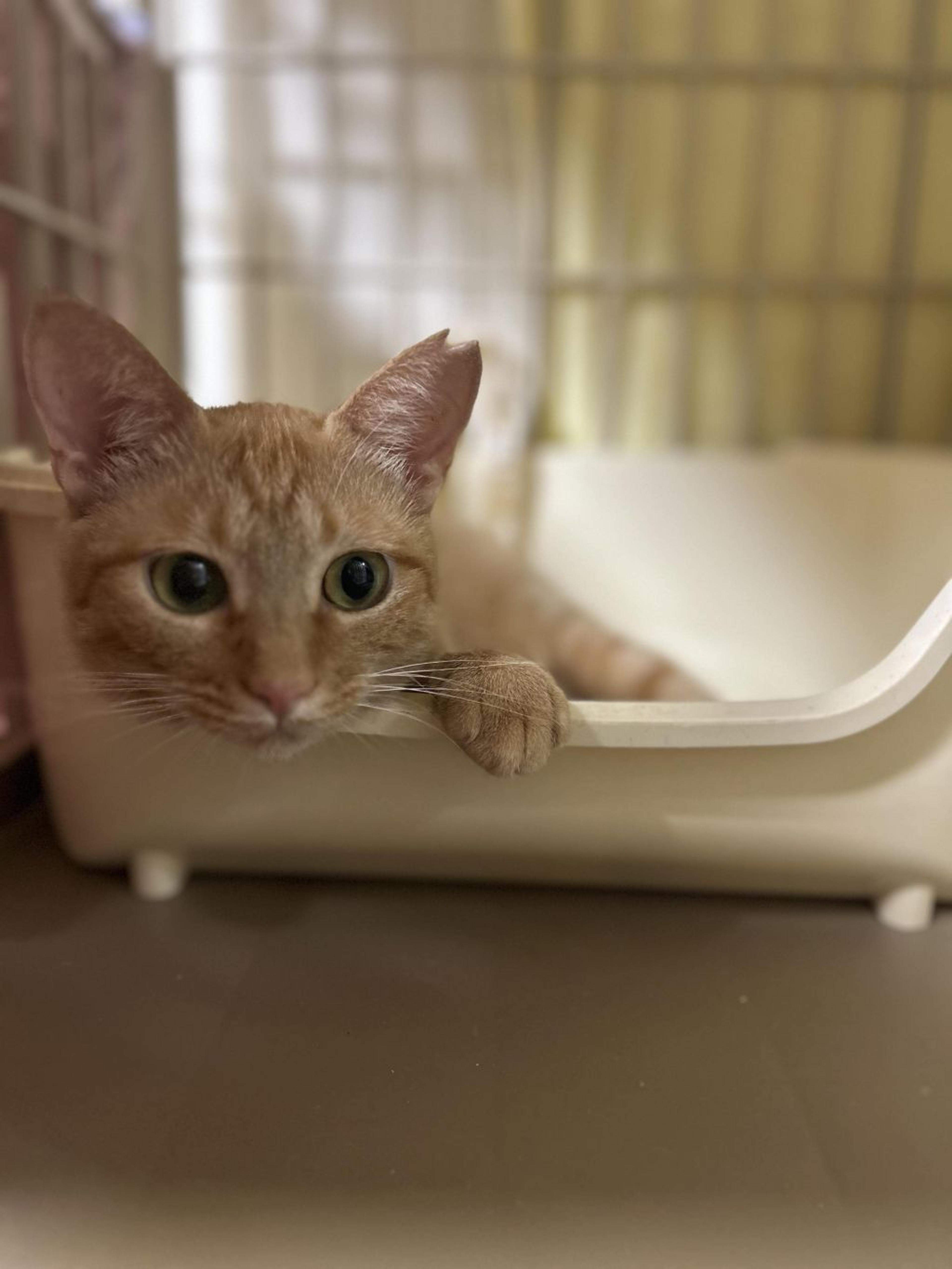 pet-image-2