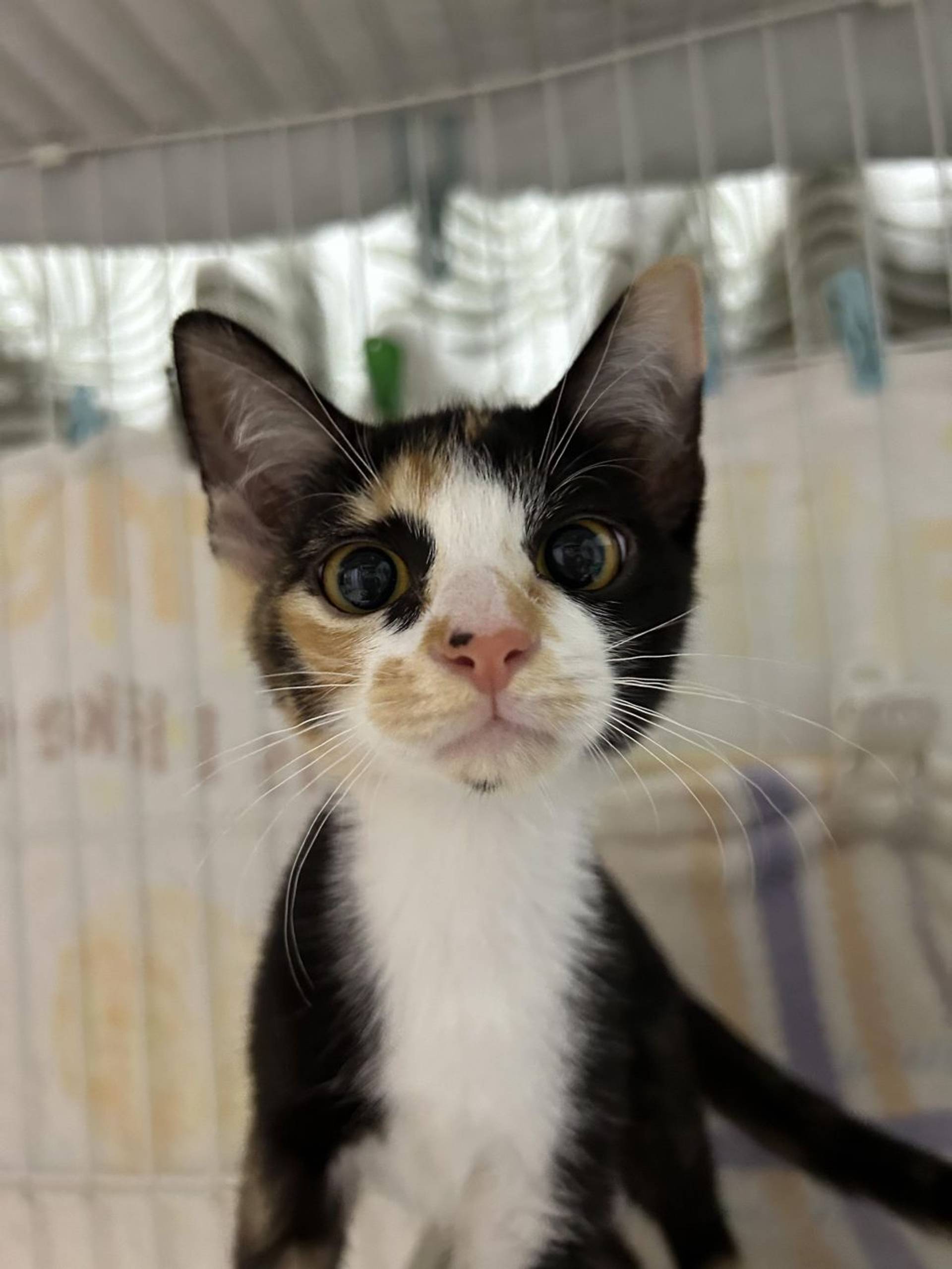 雑種（ミックス猫）・メスの里親募集の写真