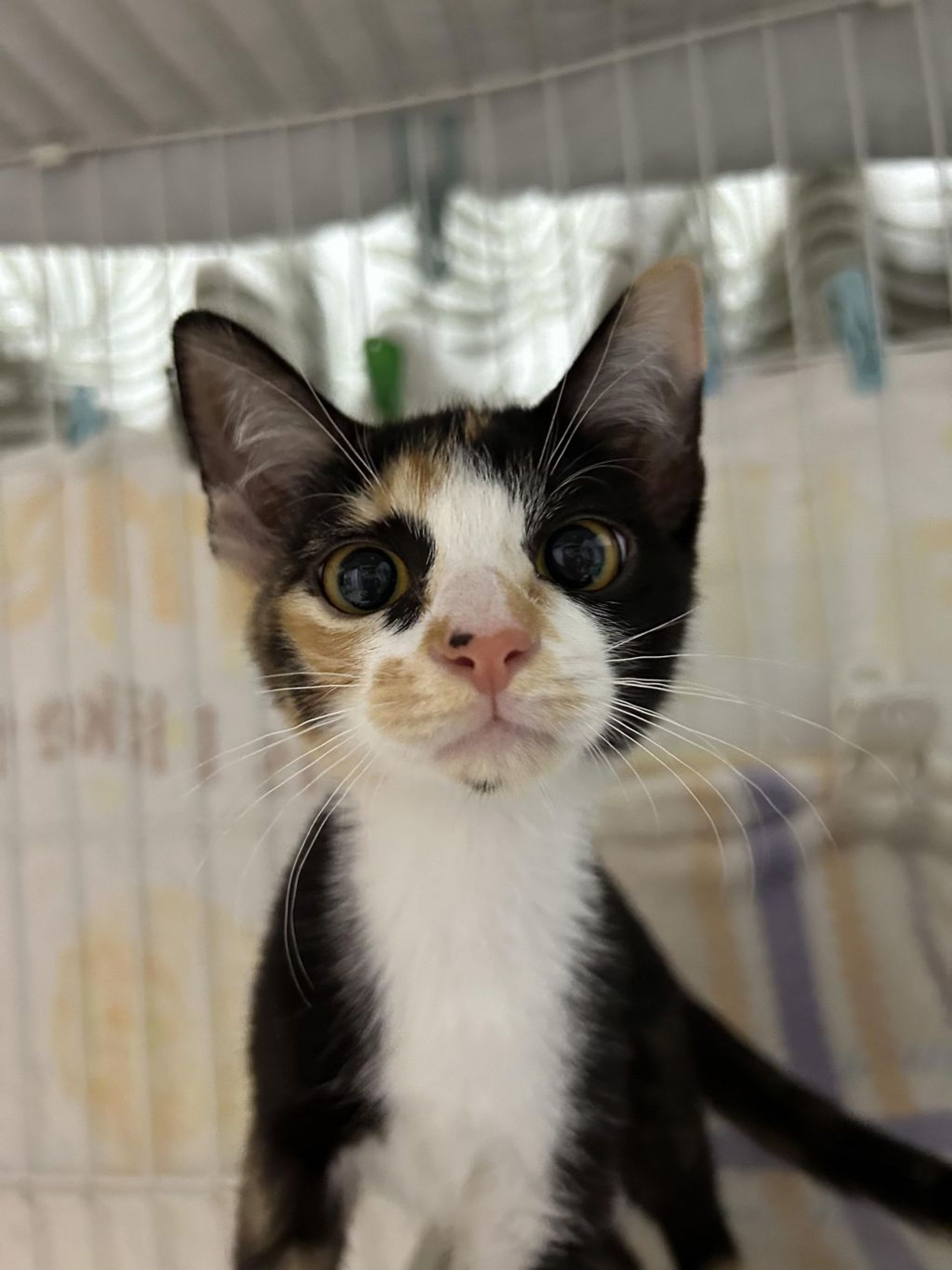 雑種（ミックス猫）・メスの里親募集の写真