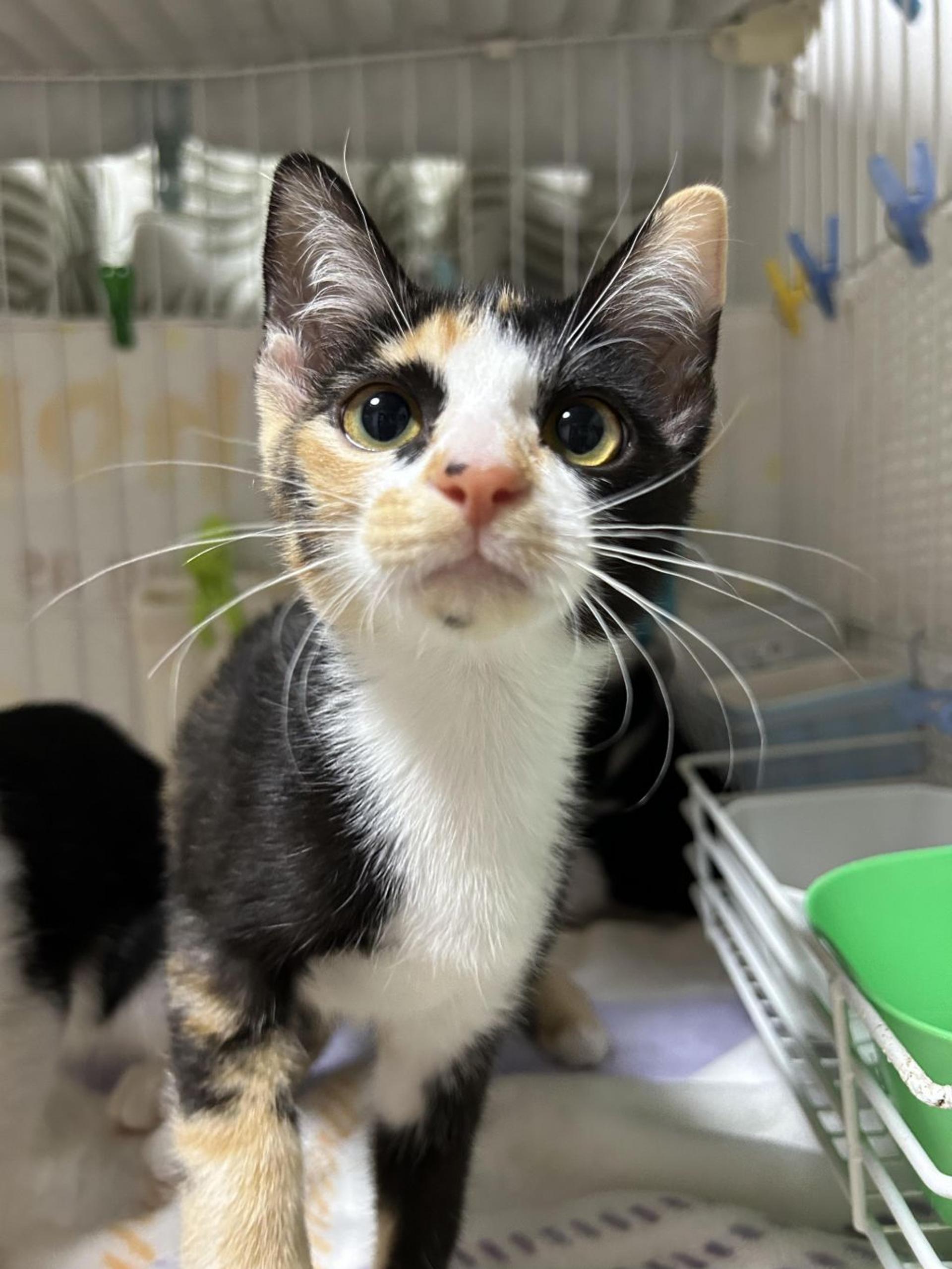 pet-image-9