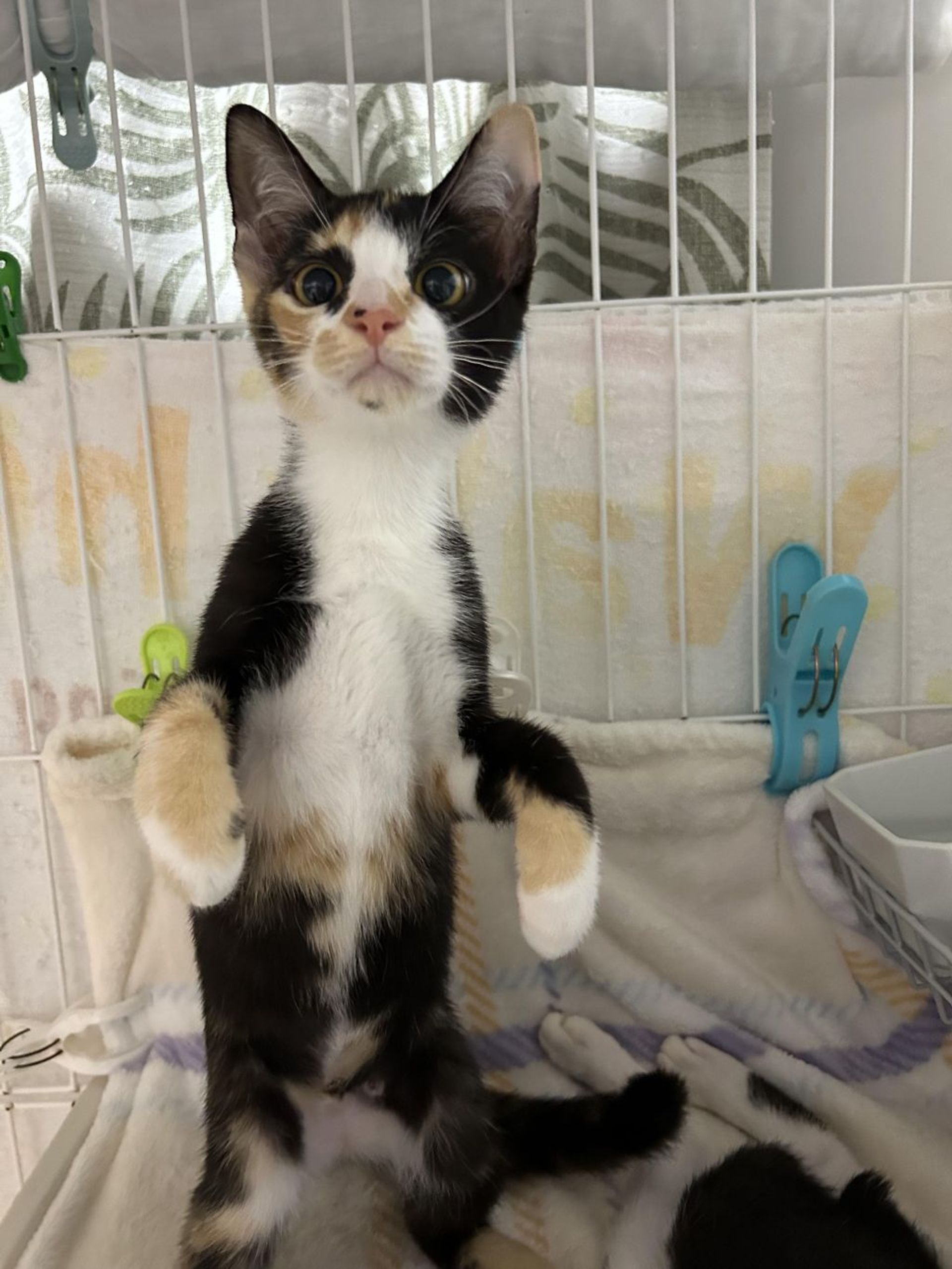 雑種（ミックス猫）・メスの里親募集の写真