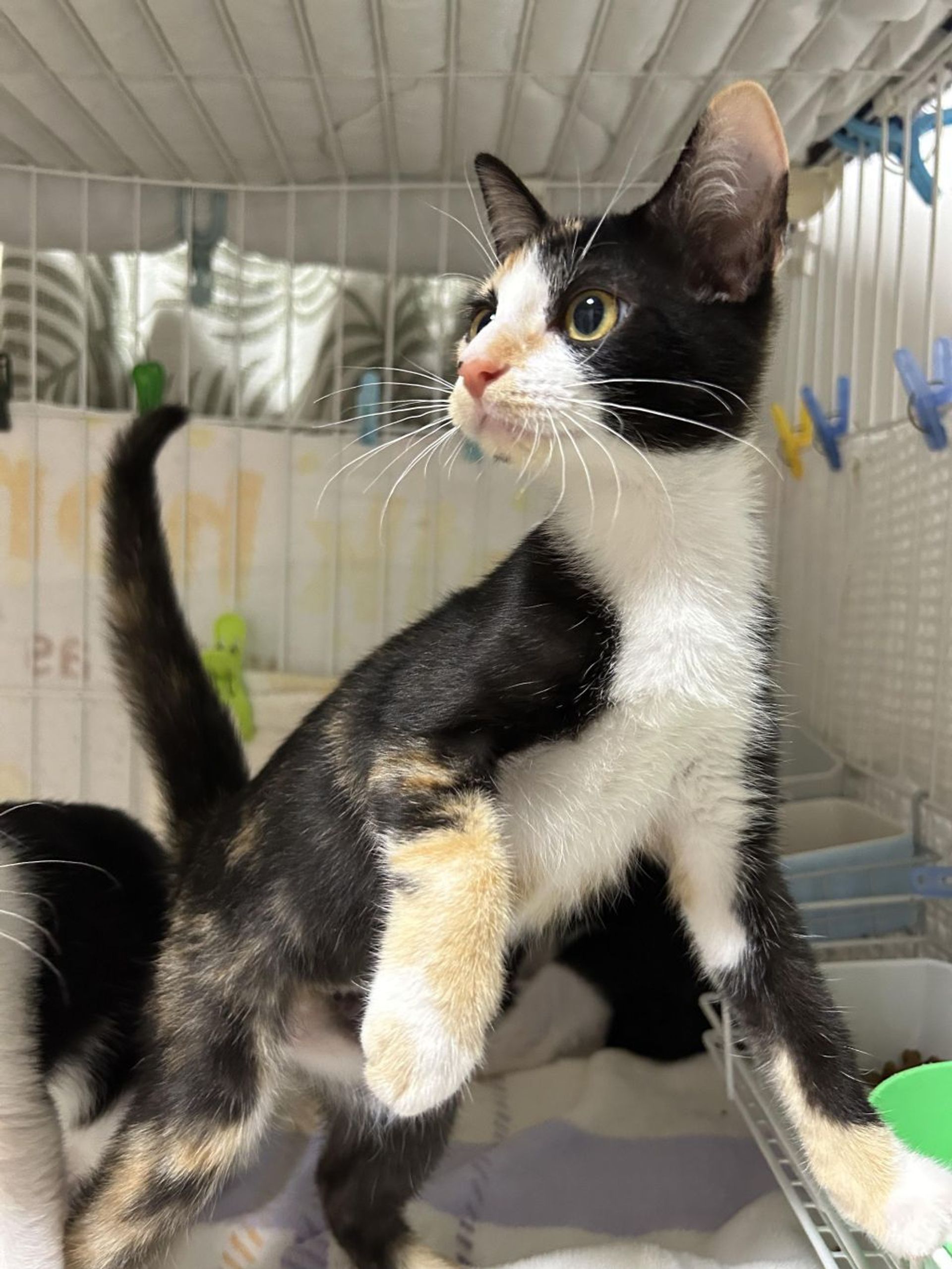 雑種（ミックス猫）・メスの里親募集の写真