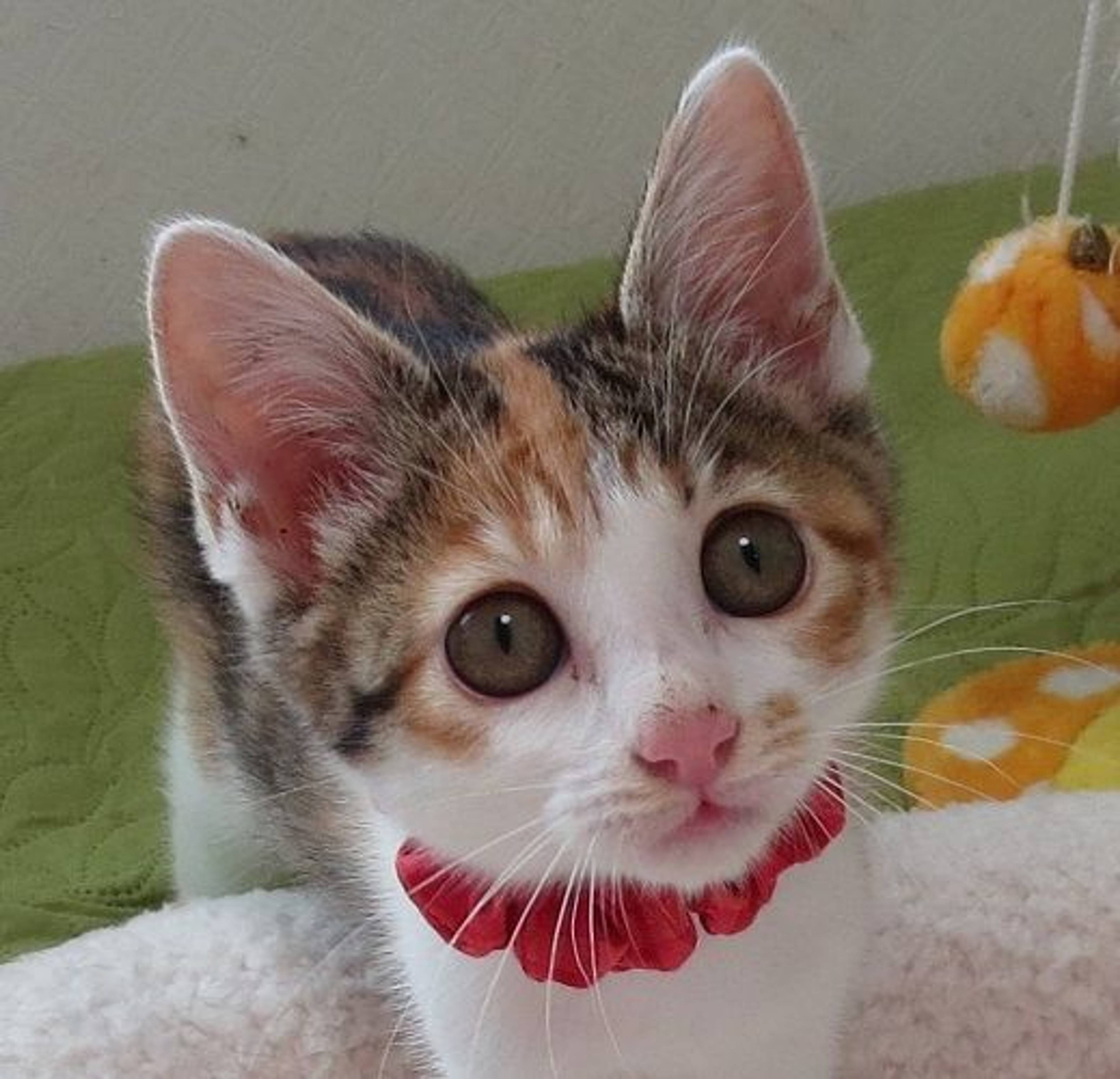 日本猫・メスの里親募集の写真