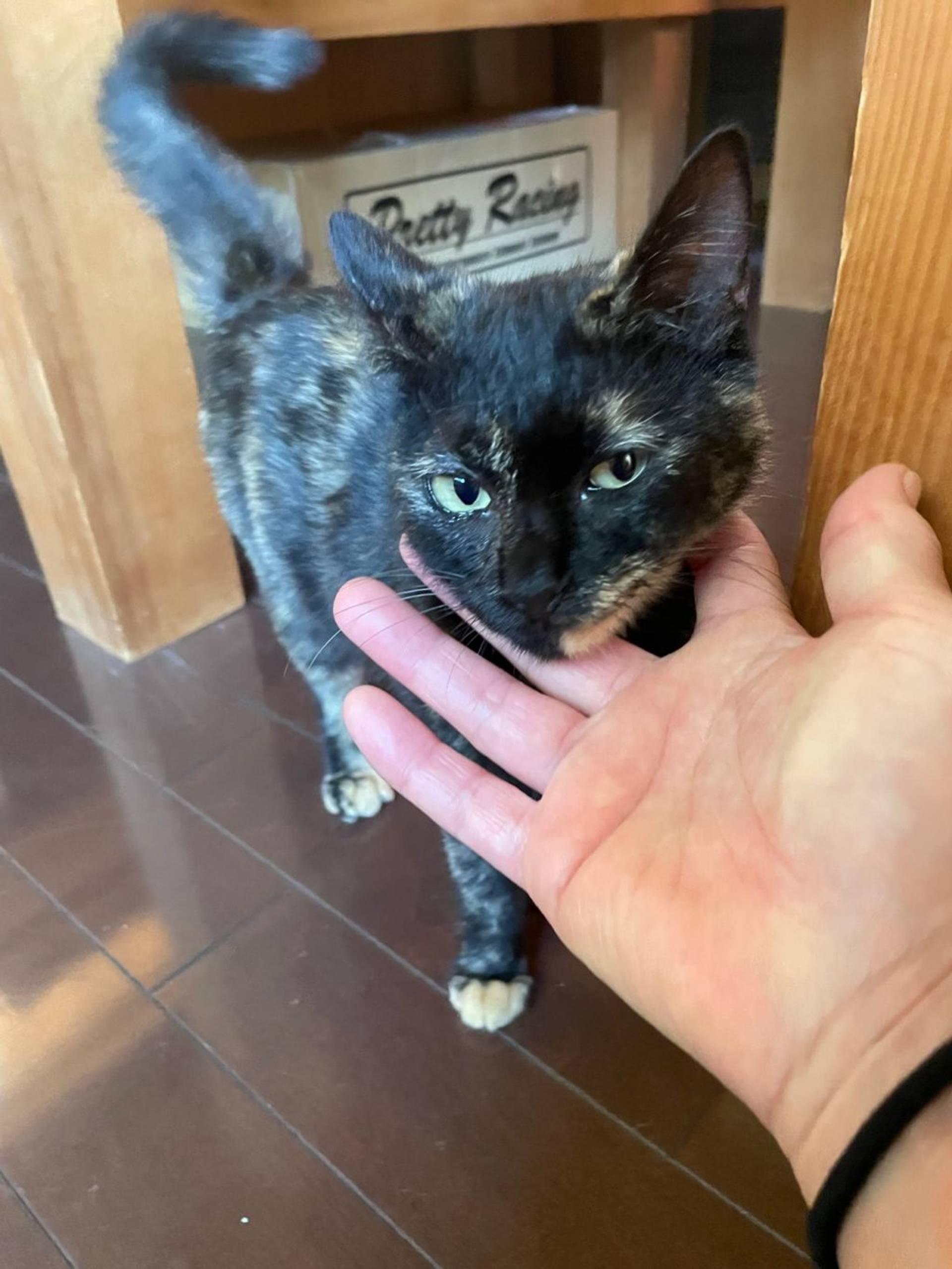雑種（ミックス猫）・メスの里親募集の写真