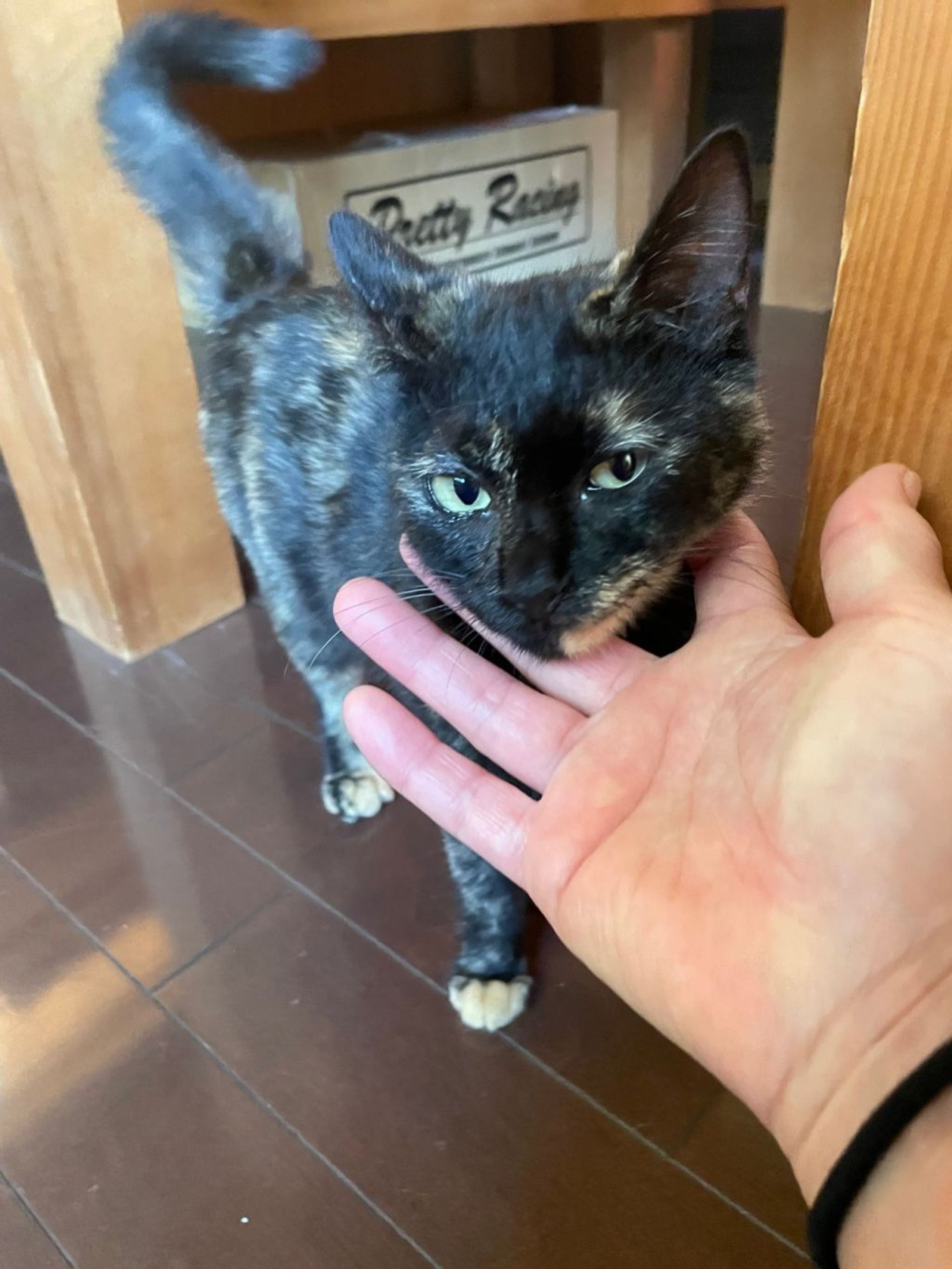 雑種（ミックス猫）・メスの里親募集の写真