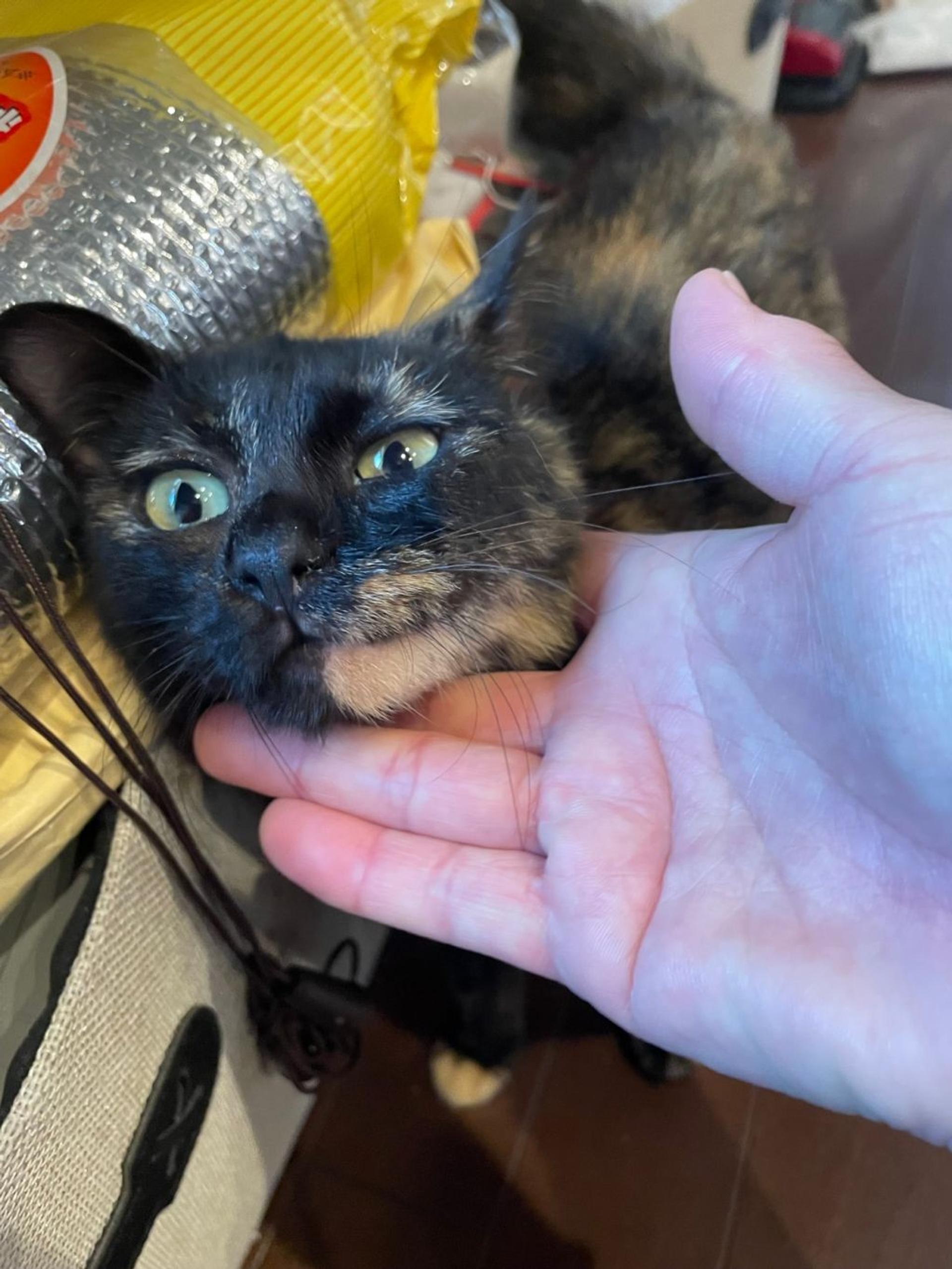 pet-image-2