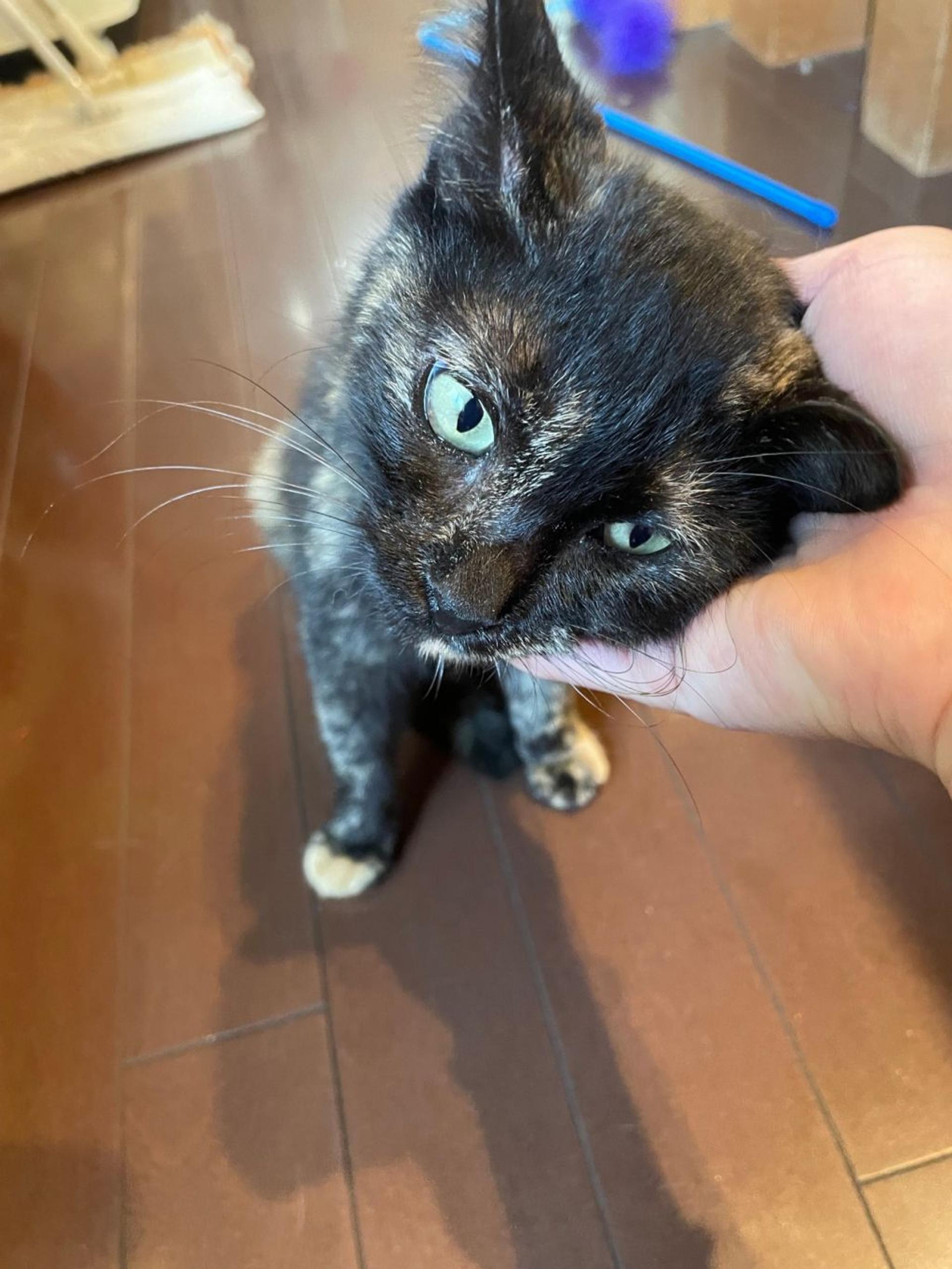 pet-image-3