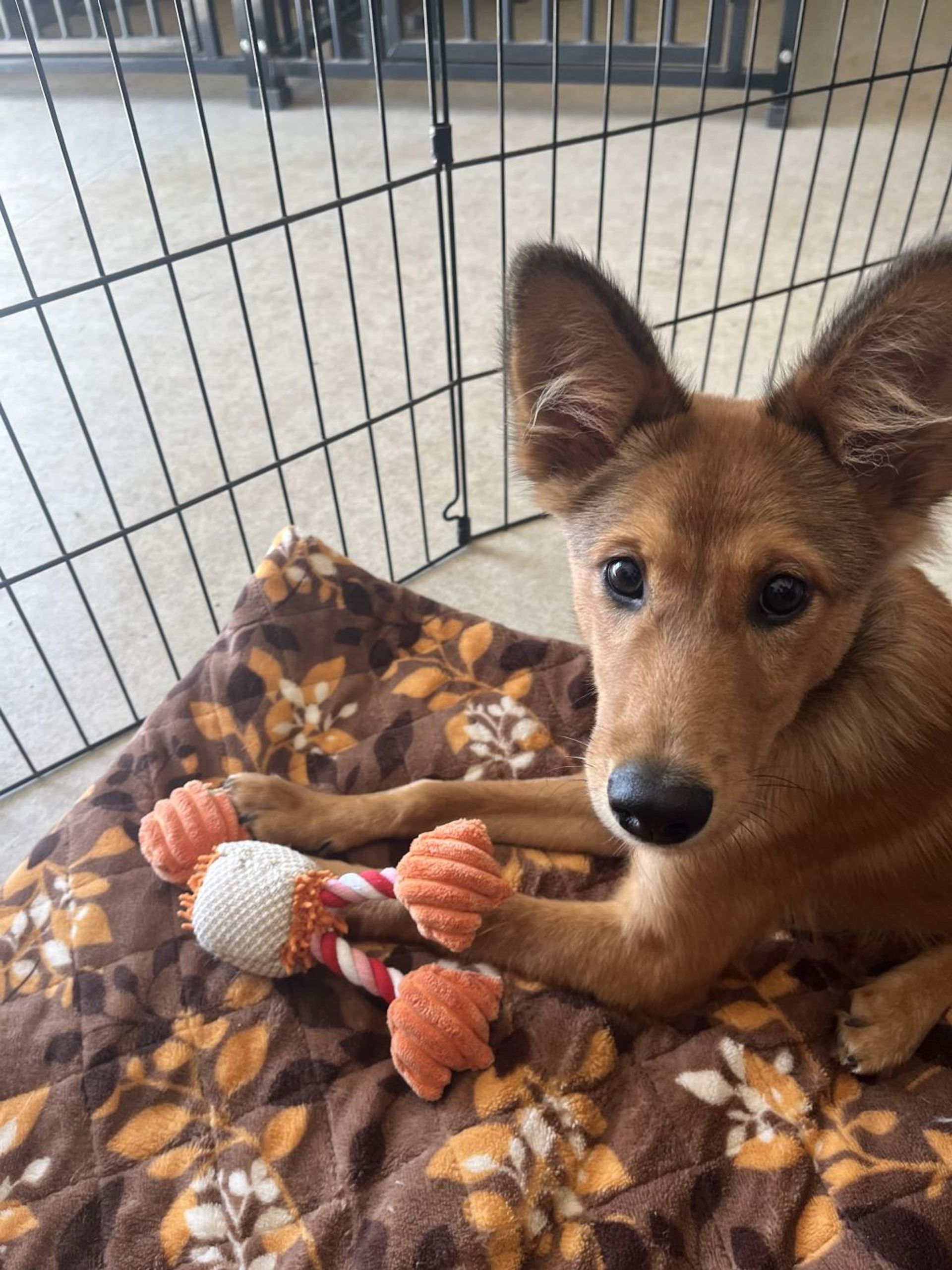 雑種（ミックス犬）・メスの里親募集の写真