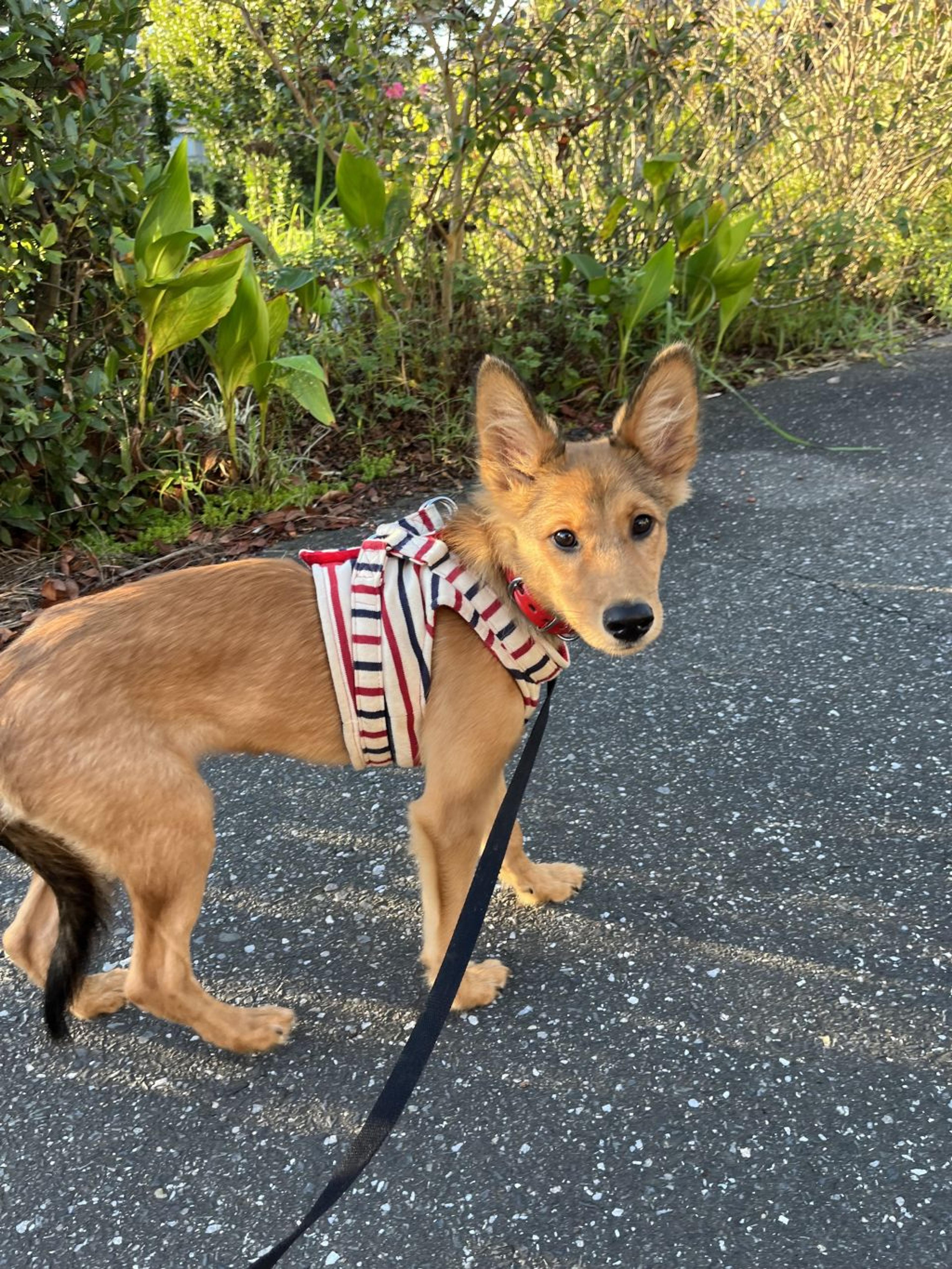 pet-image-2