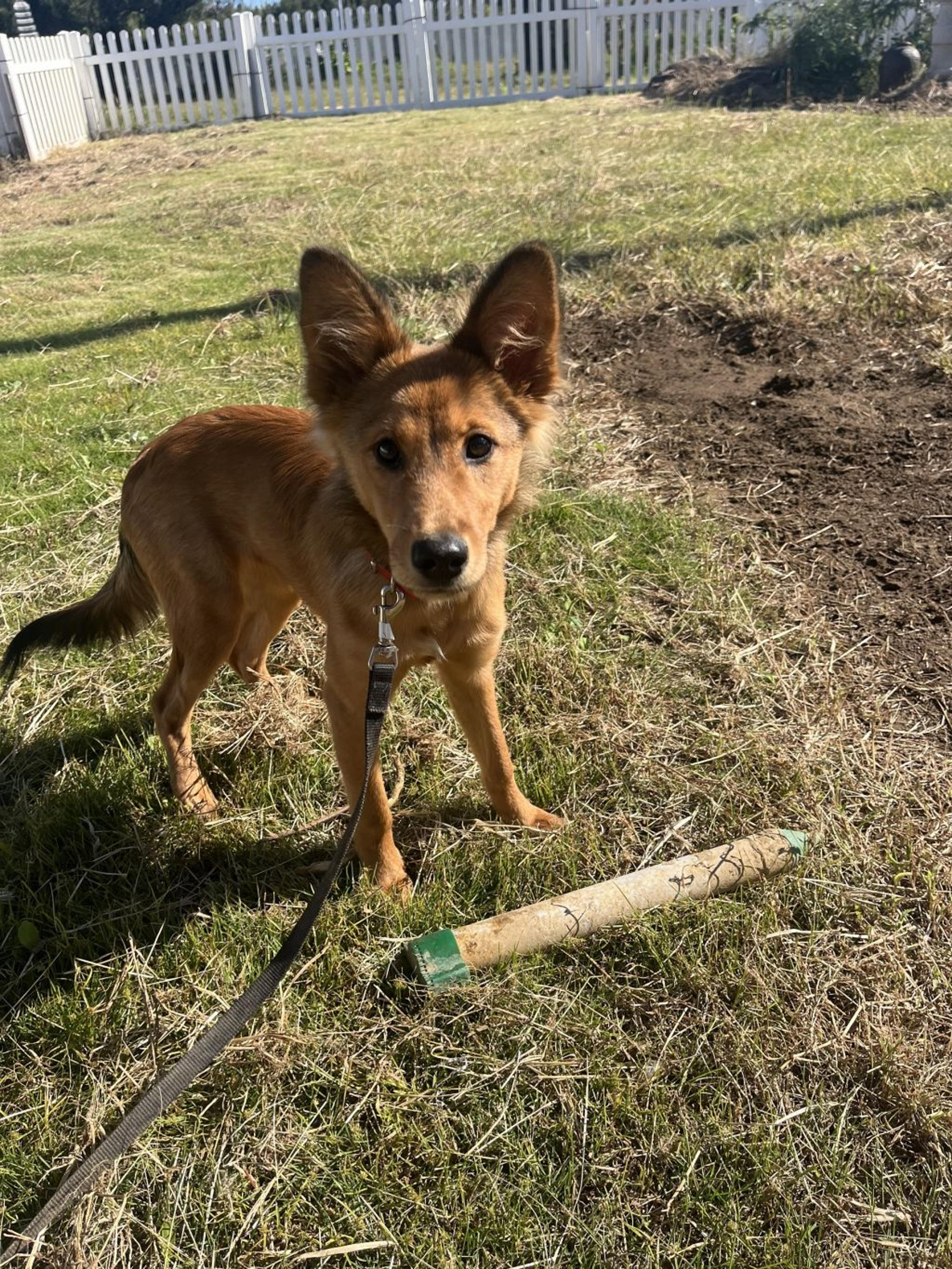 pet-image-3