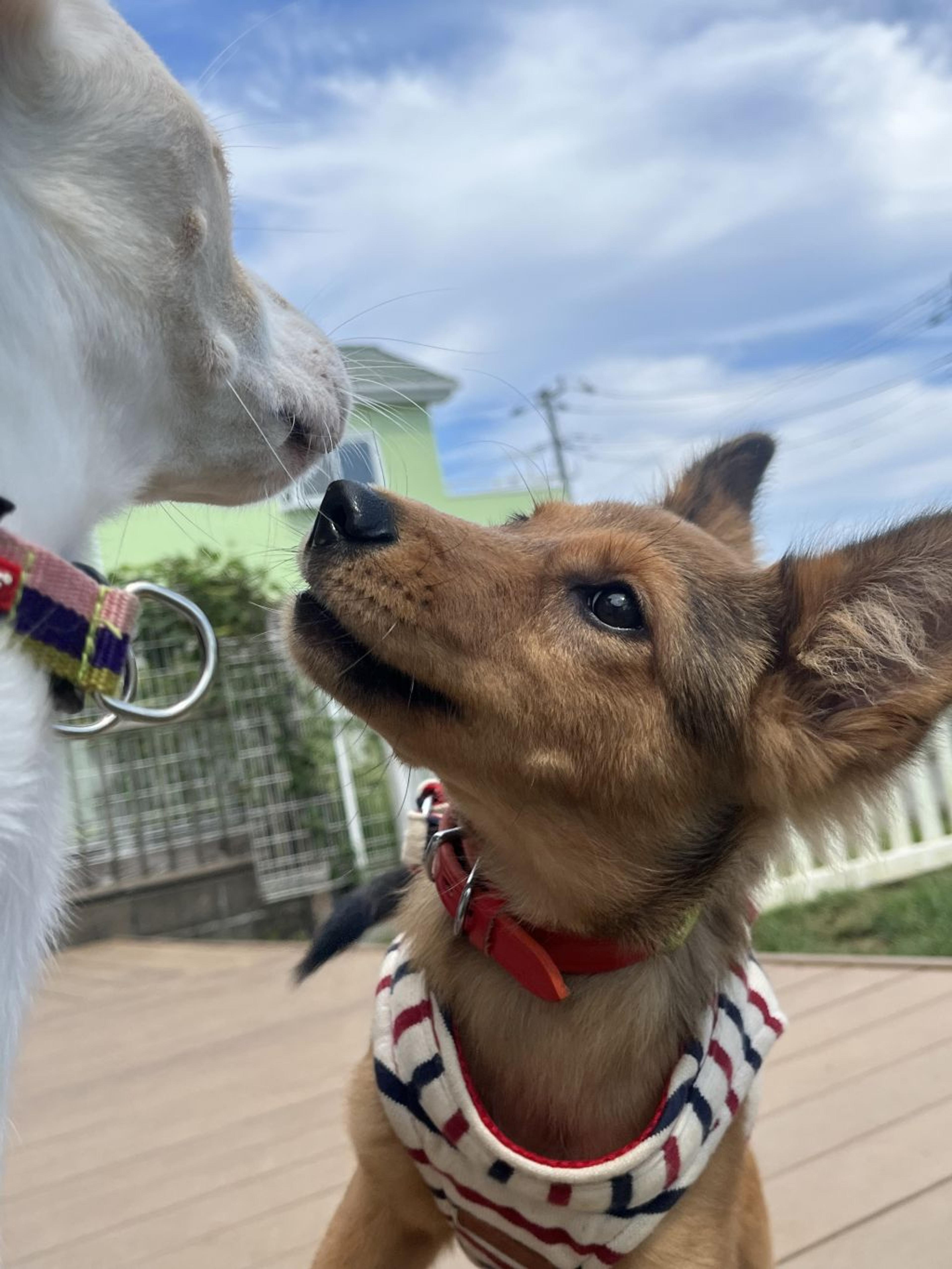 pet-image-5