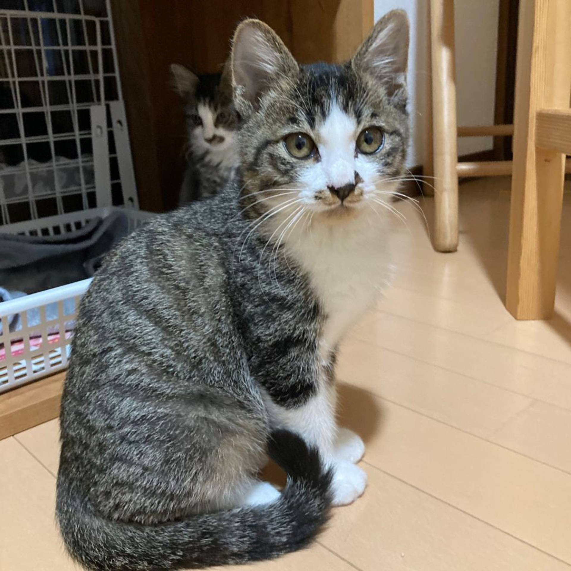 雑種（ミックス猫）・オスの里親募集の写真