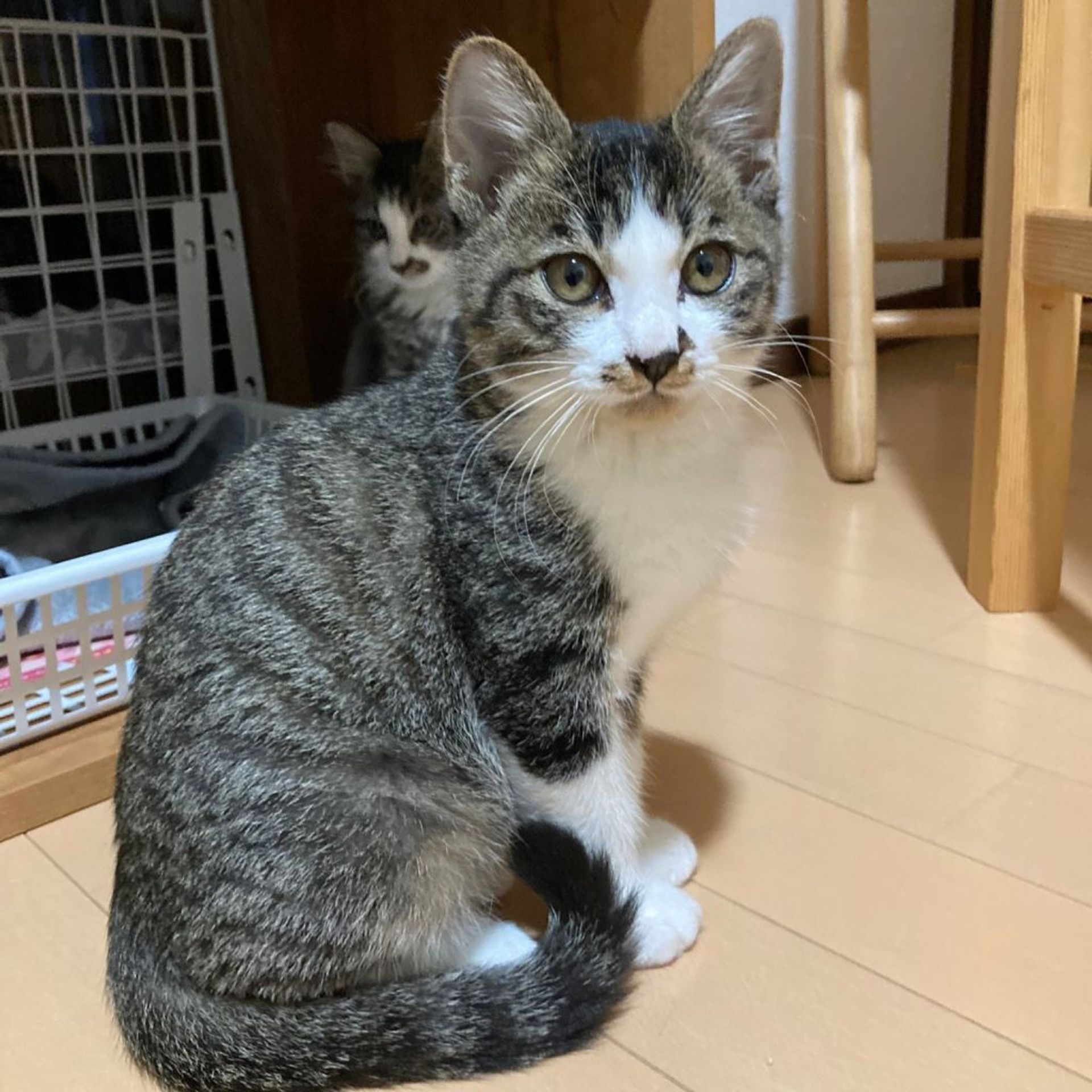 雑種（ミックス猫）・オスの里親募集の写真