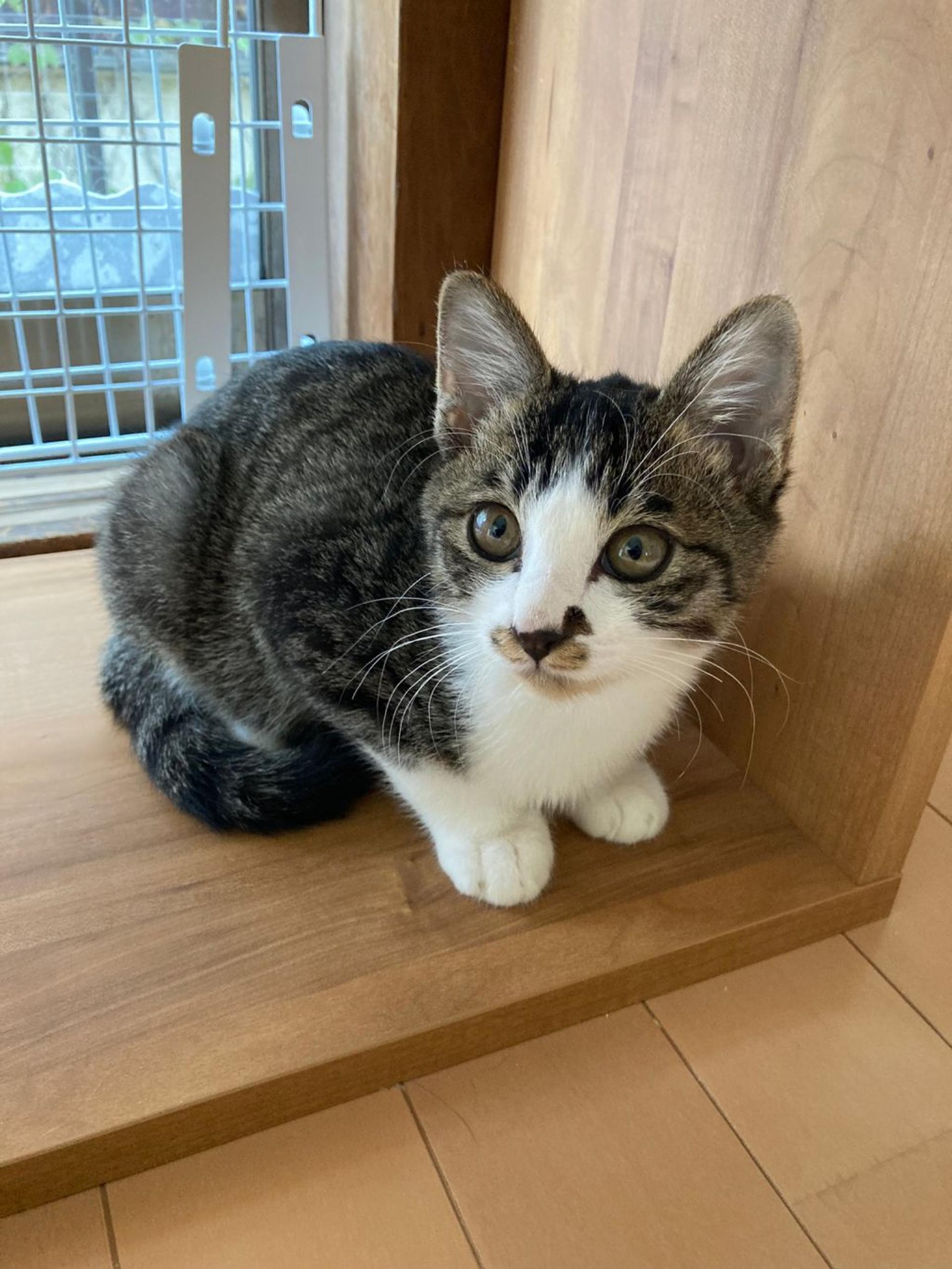 pet-image-3