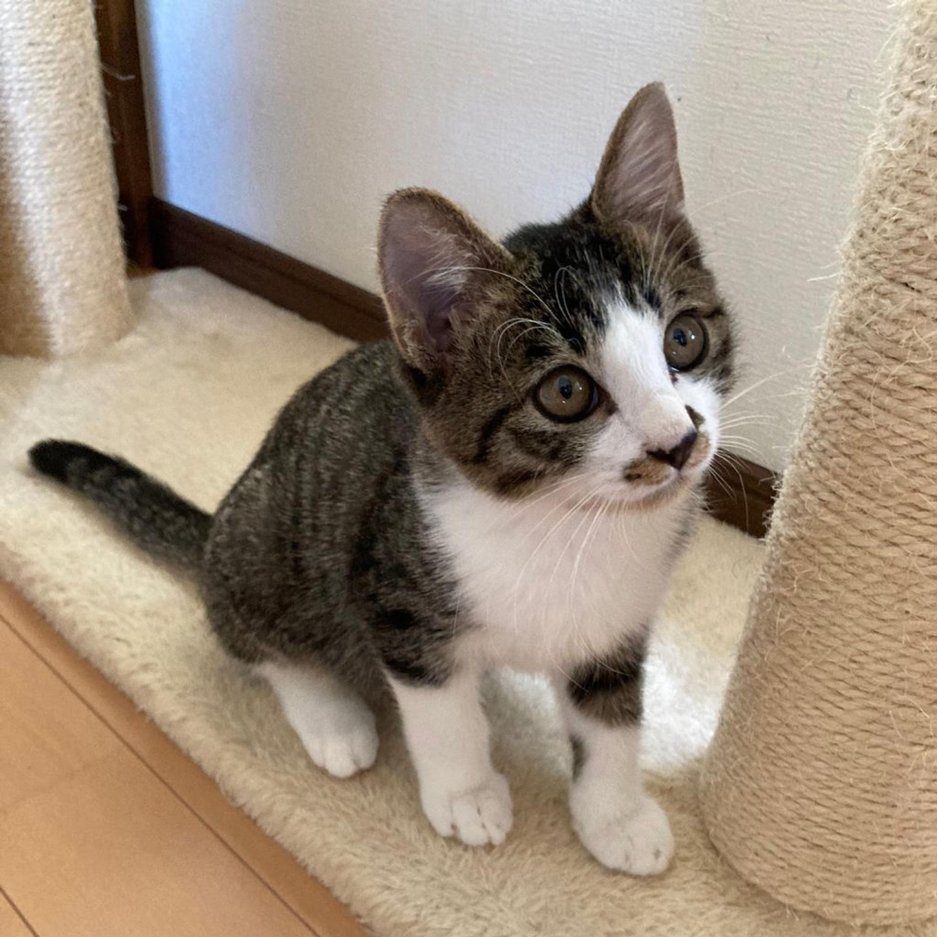 pet-image-6