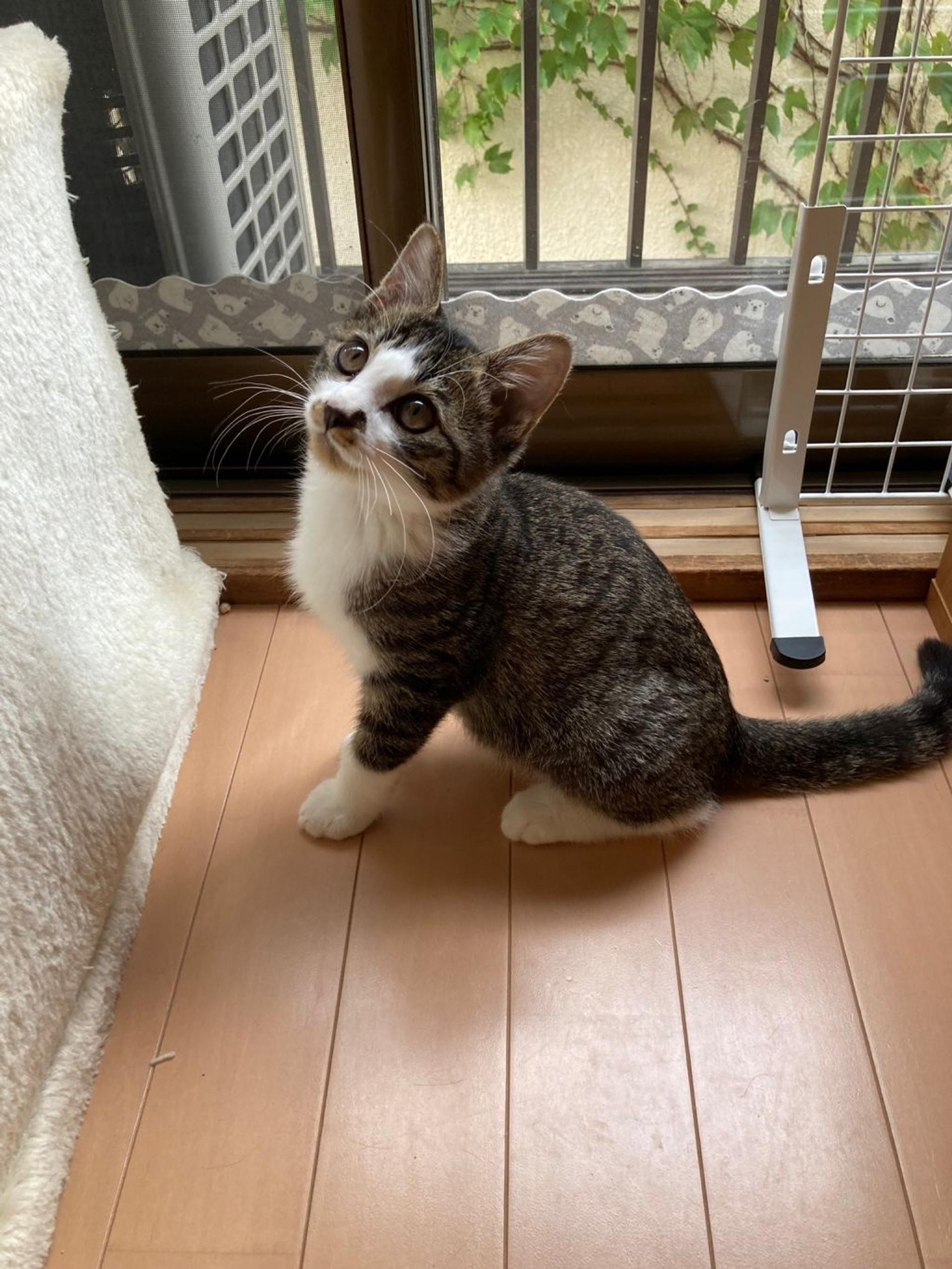 pet-image-9