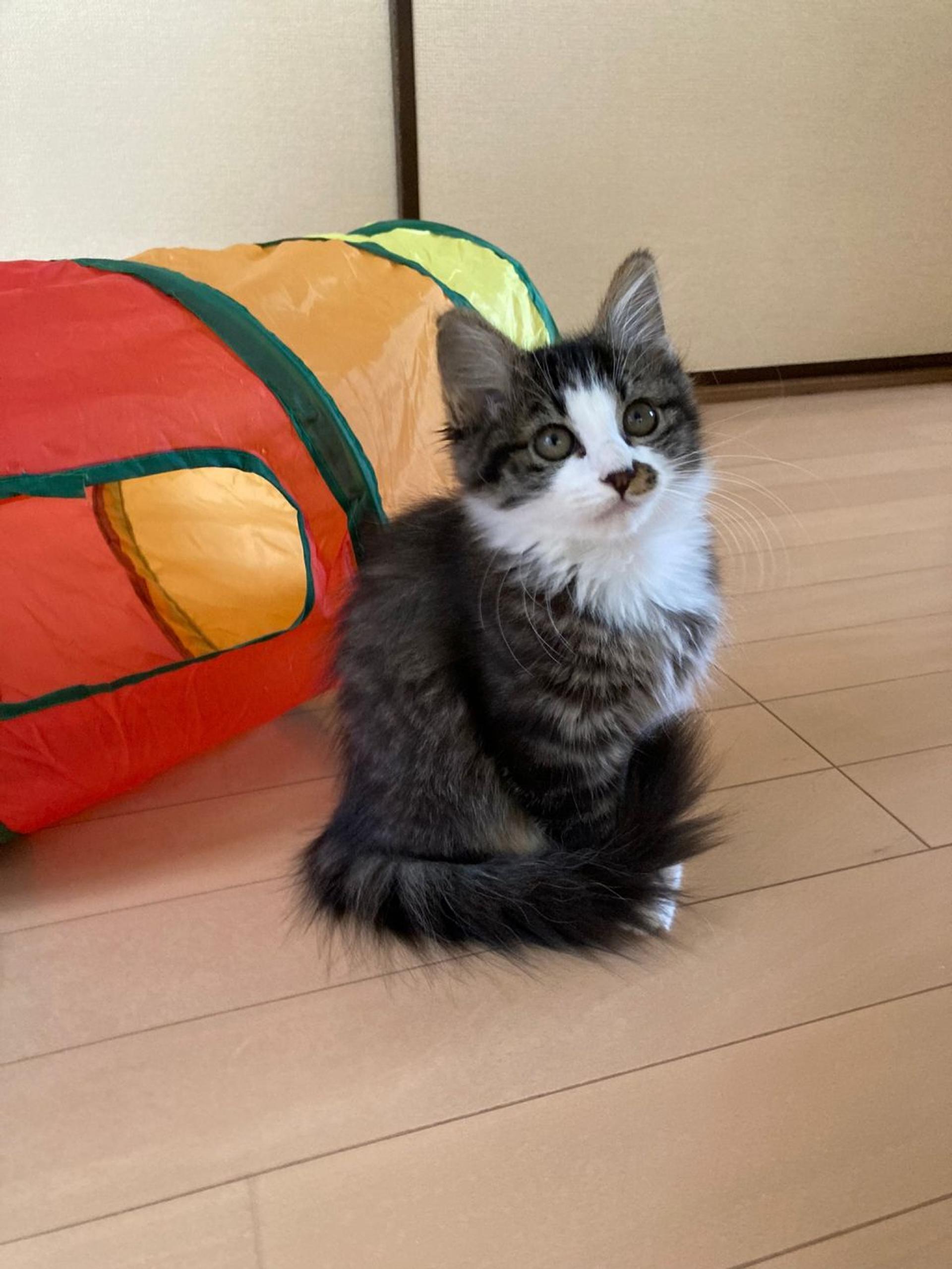 pet-image-4