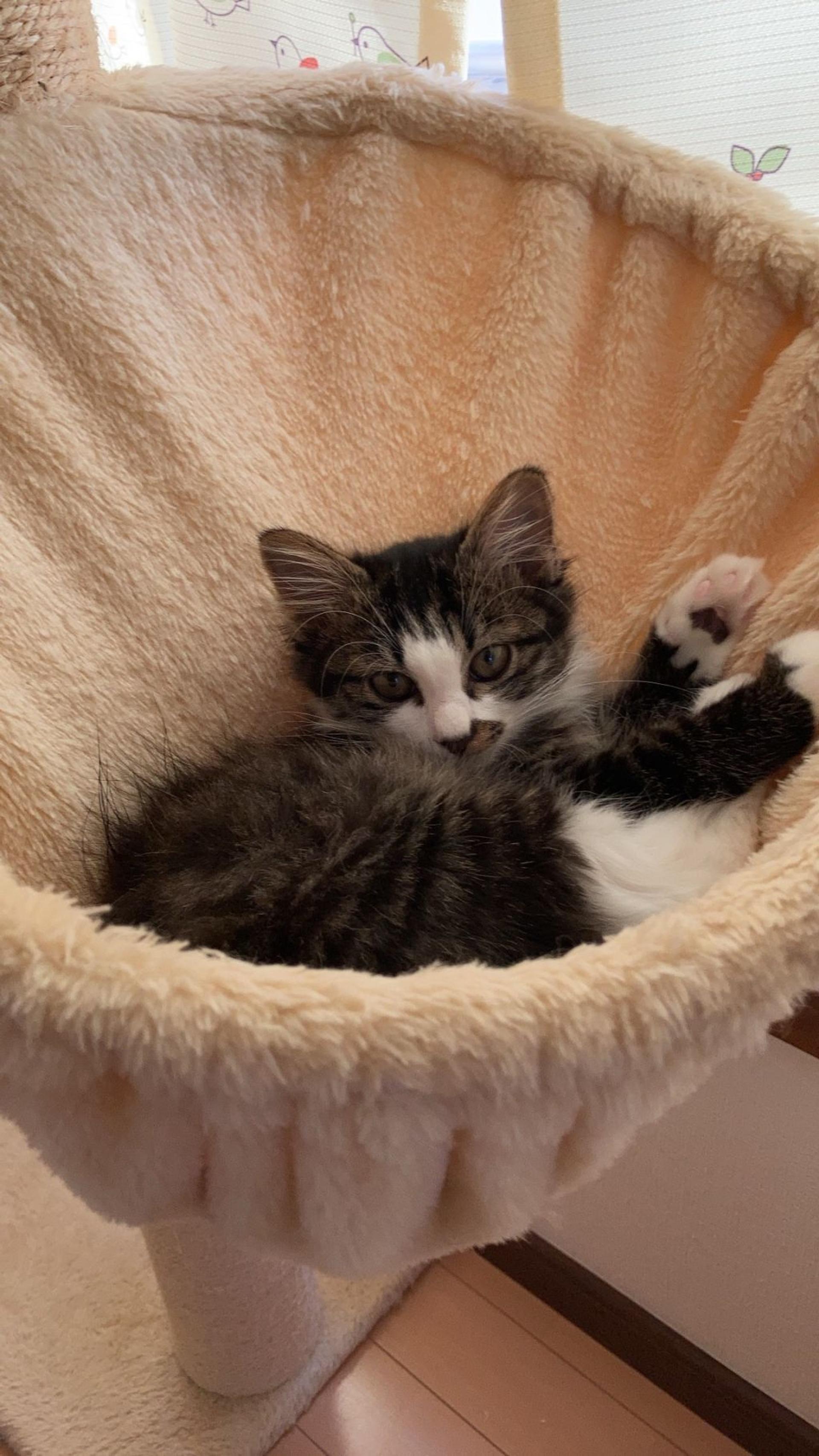 pet-image-6