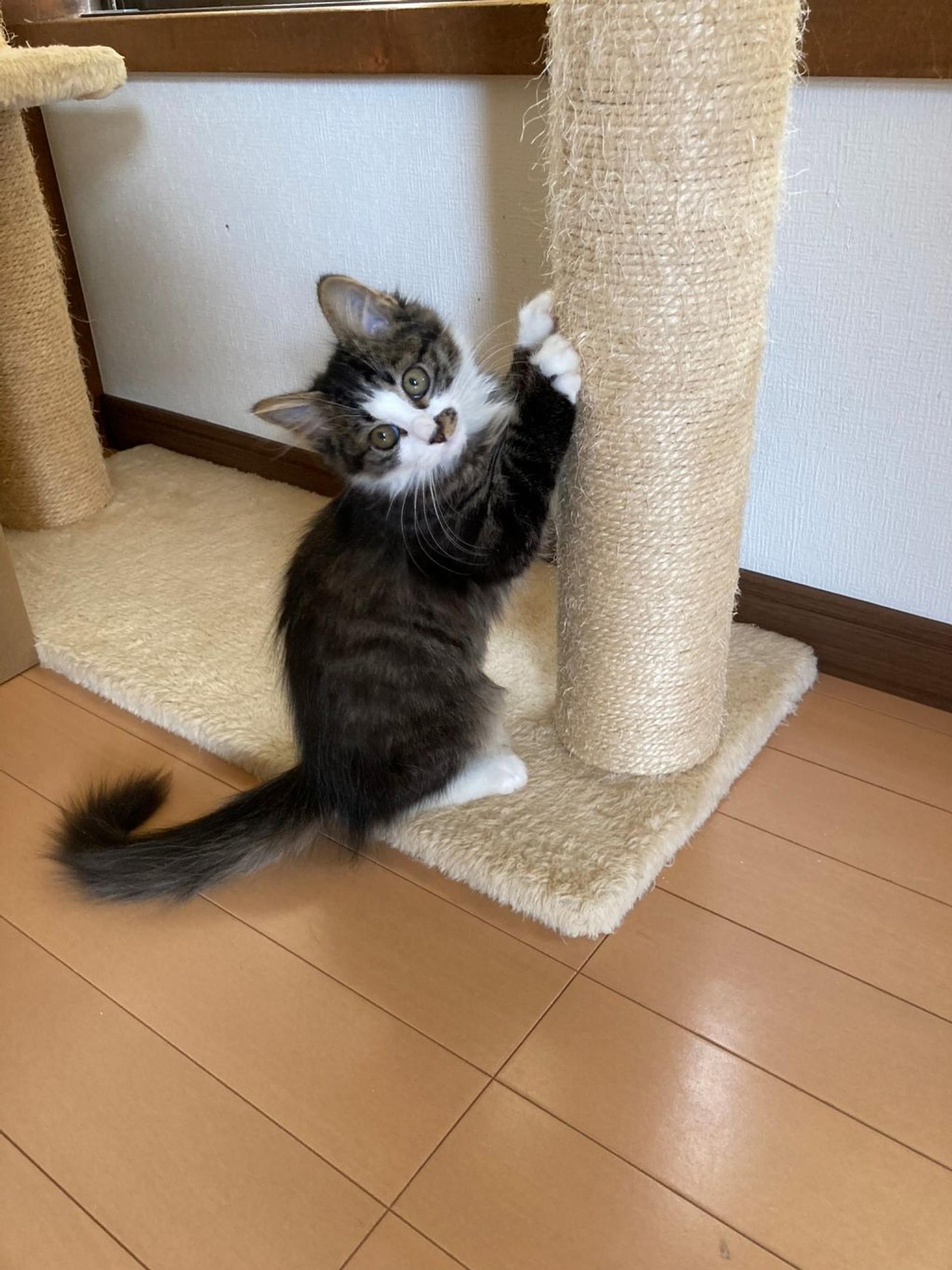 pet-image-8