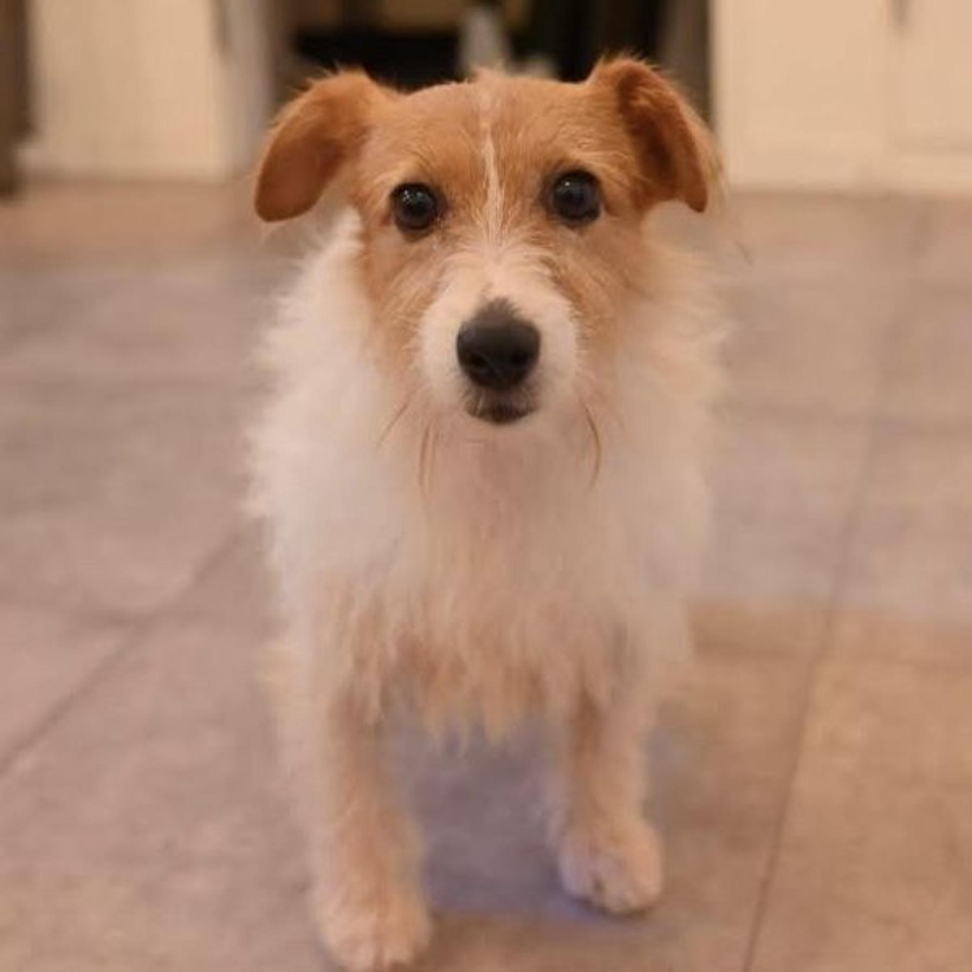 pet-image-2