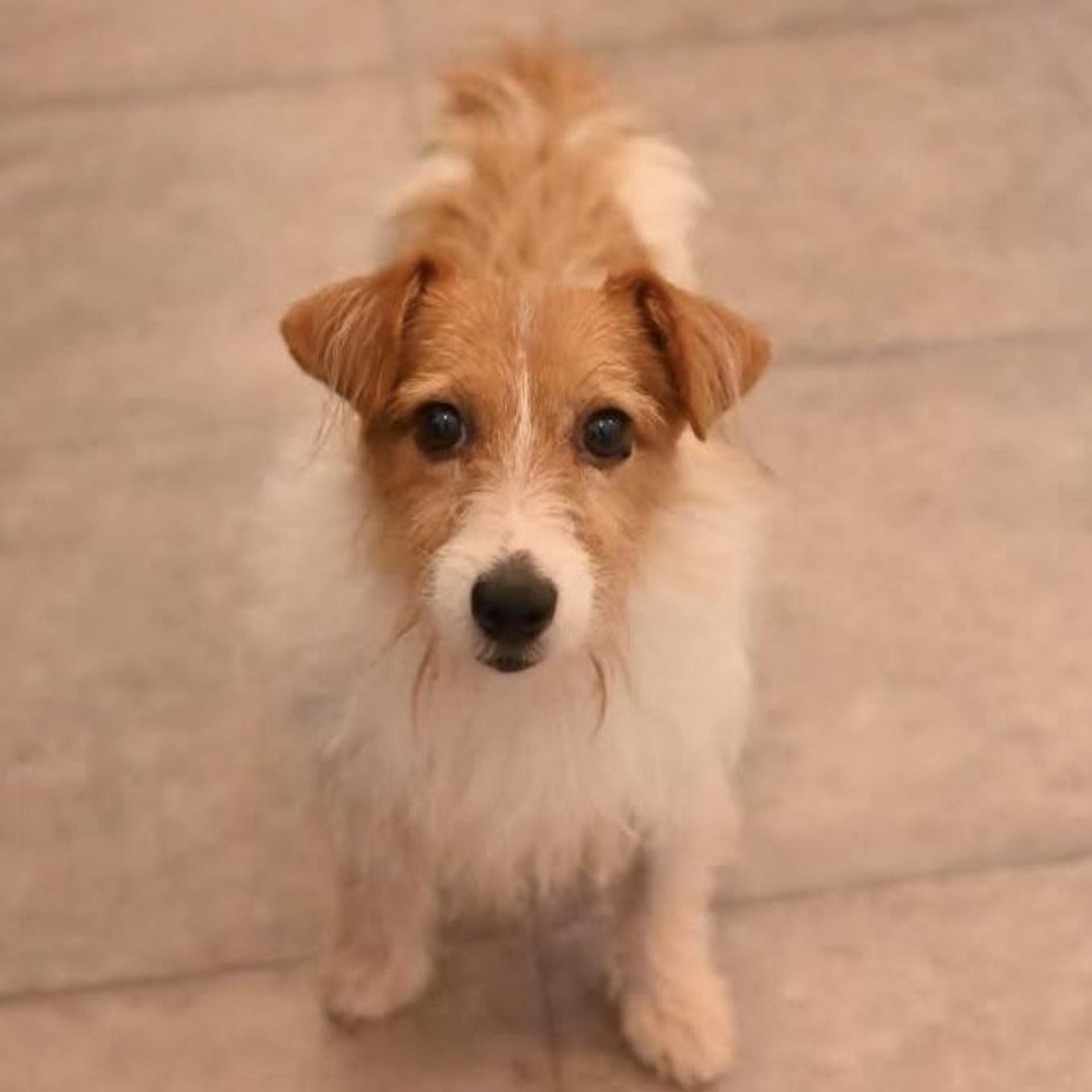 pet-image-3