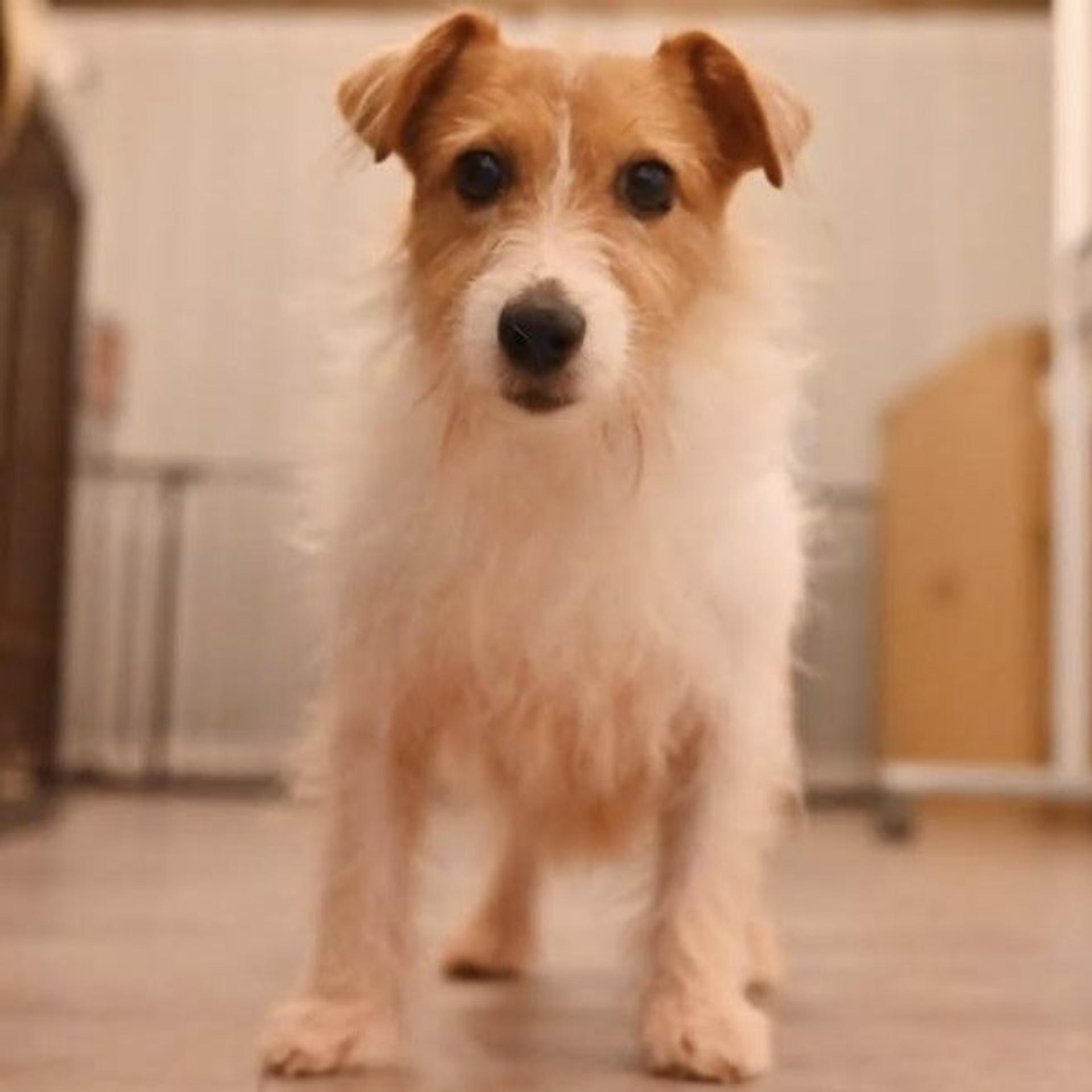 pet-image-4