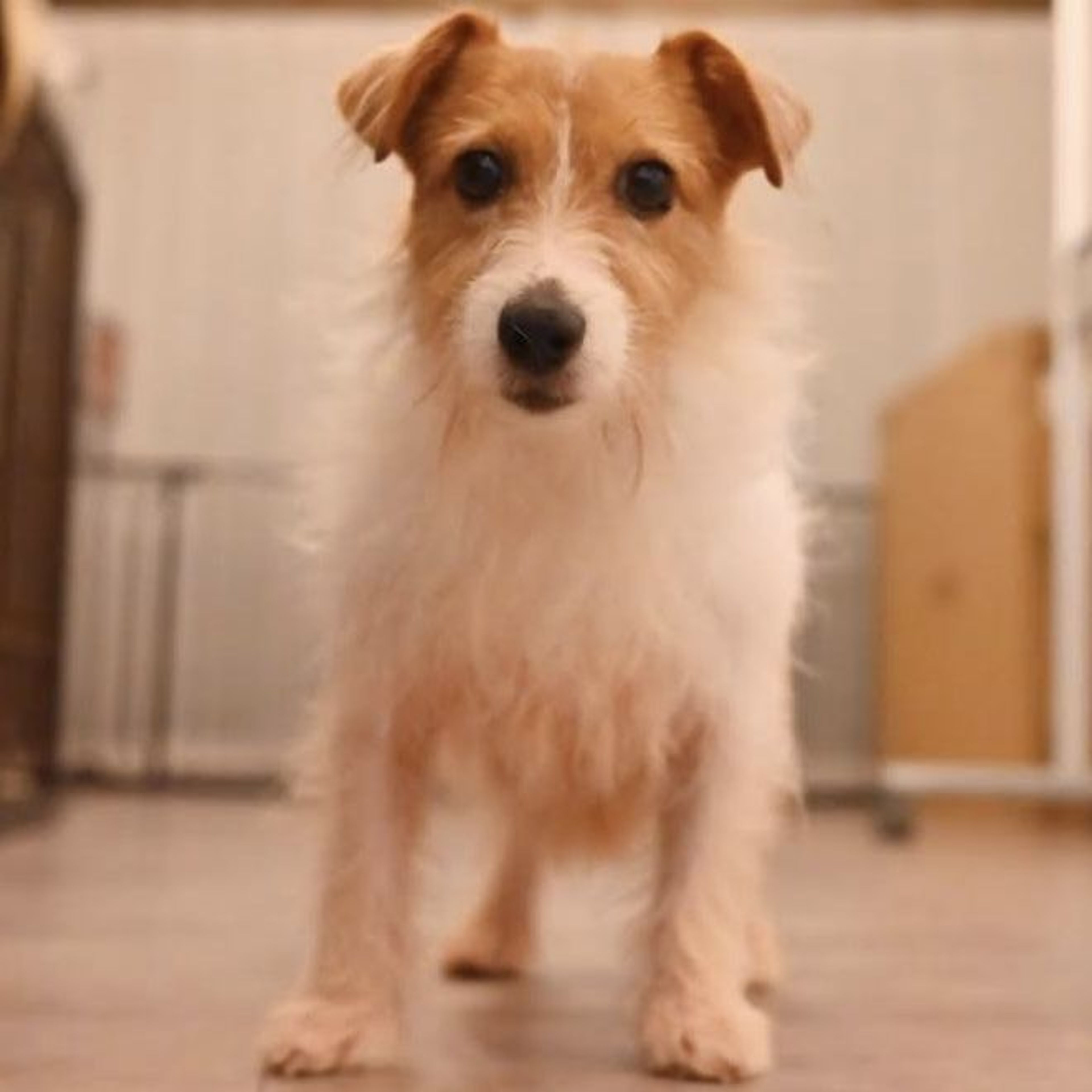 pet-image-4