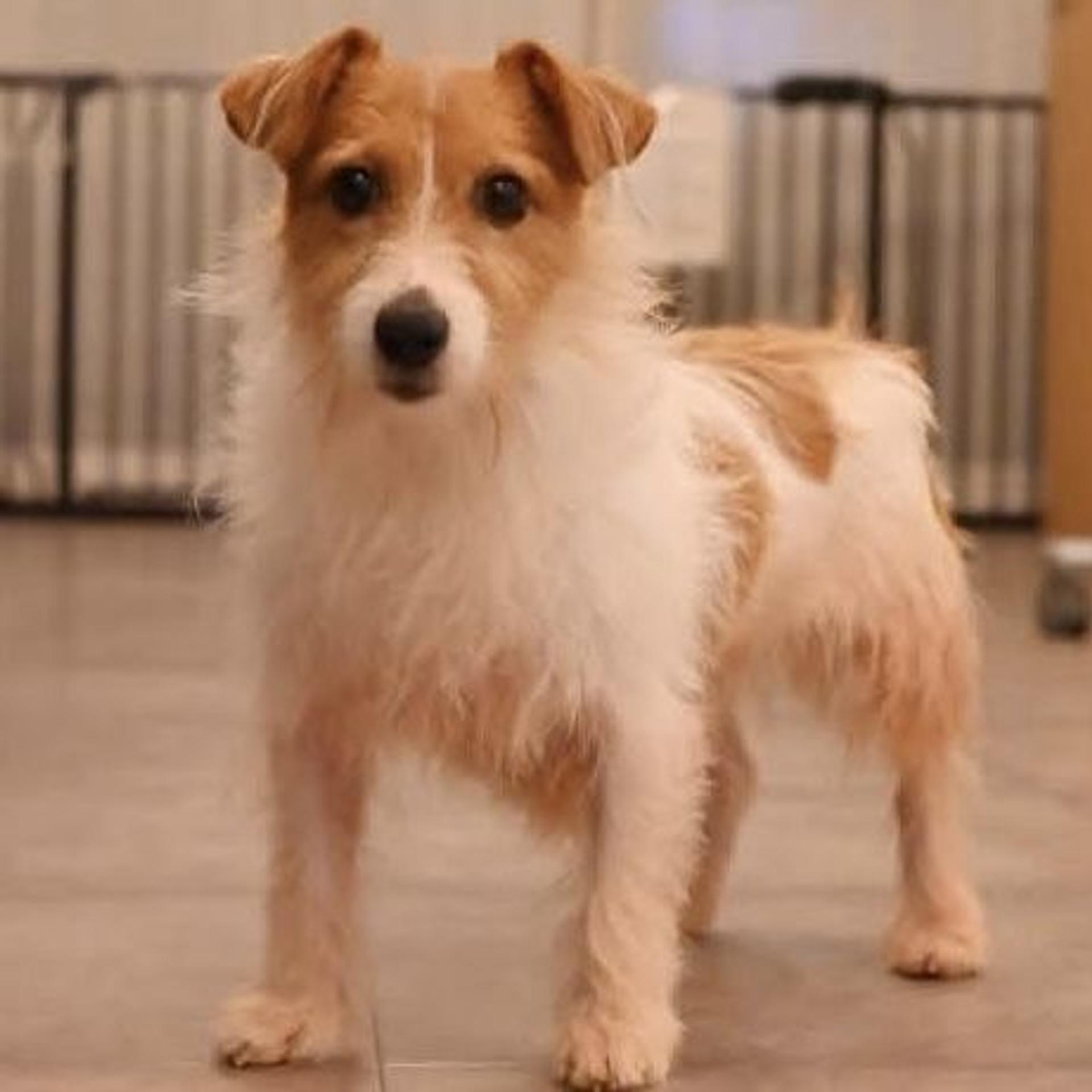 pet-image-5