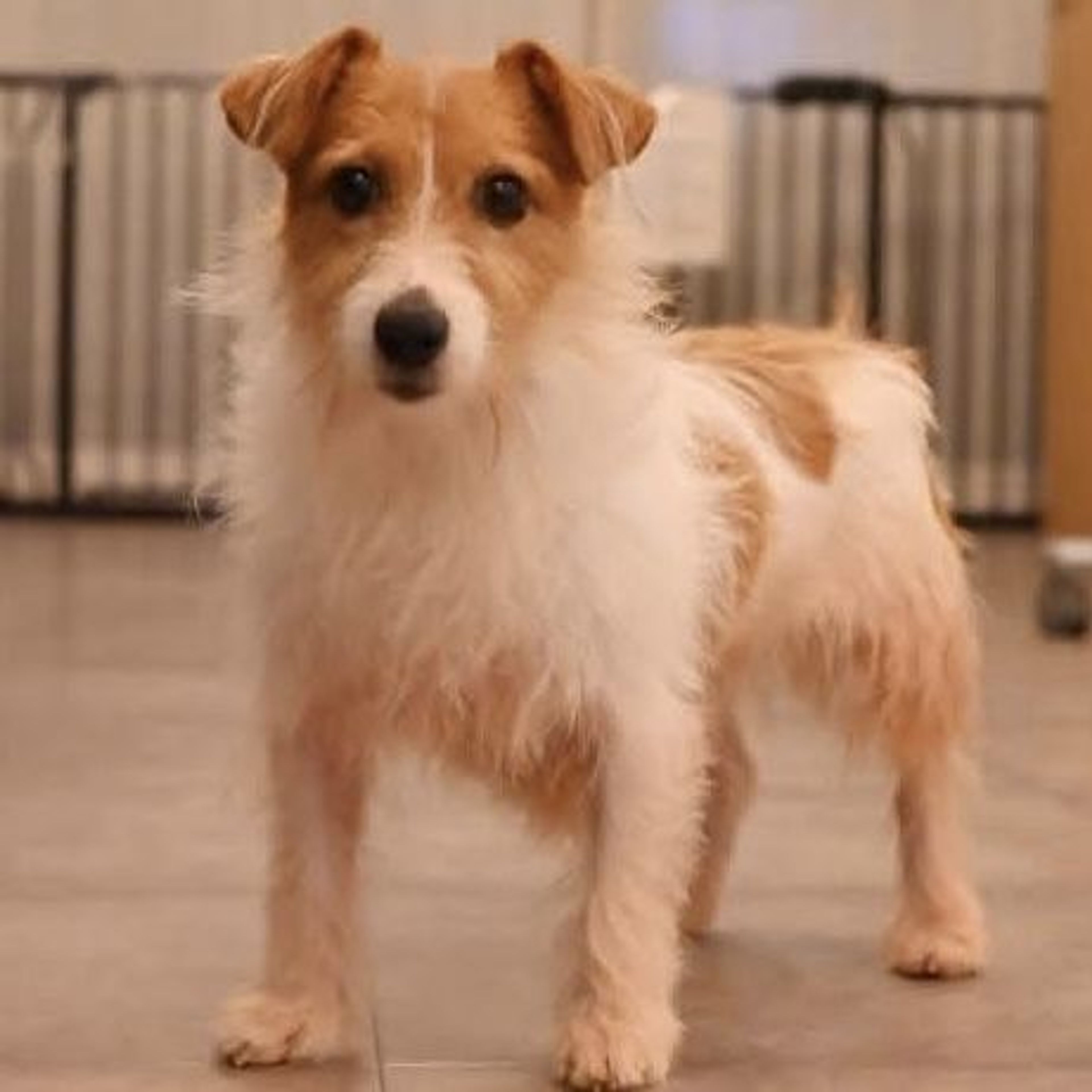 pet-image-5