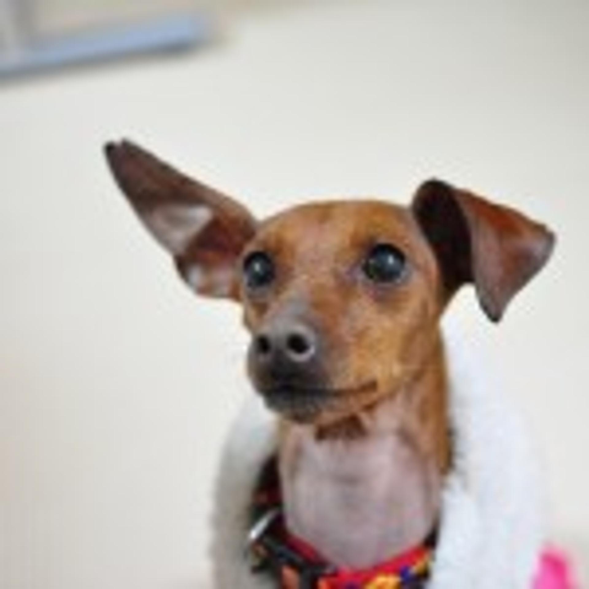 pet-image-3
