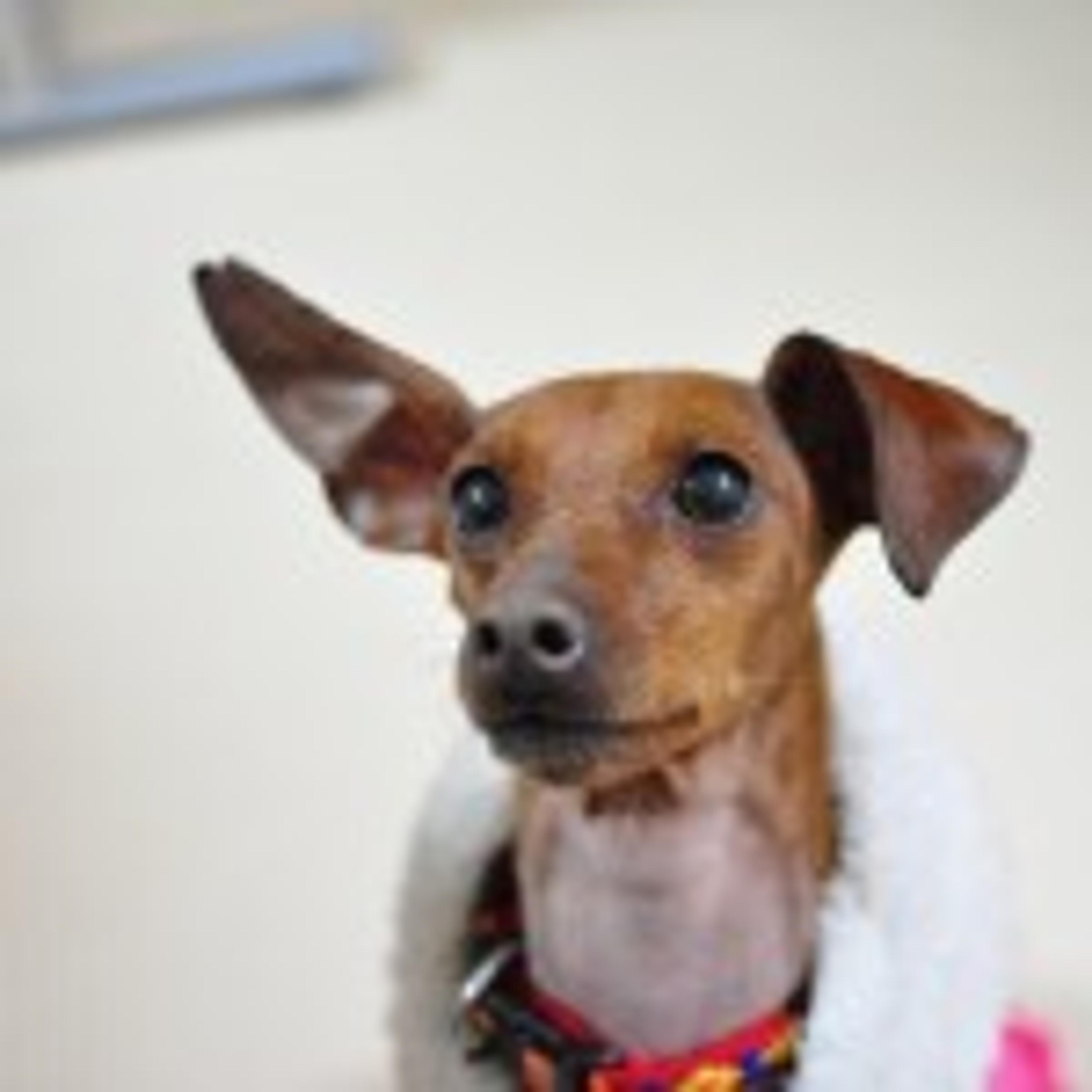 pet-image-3