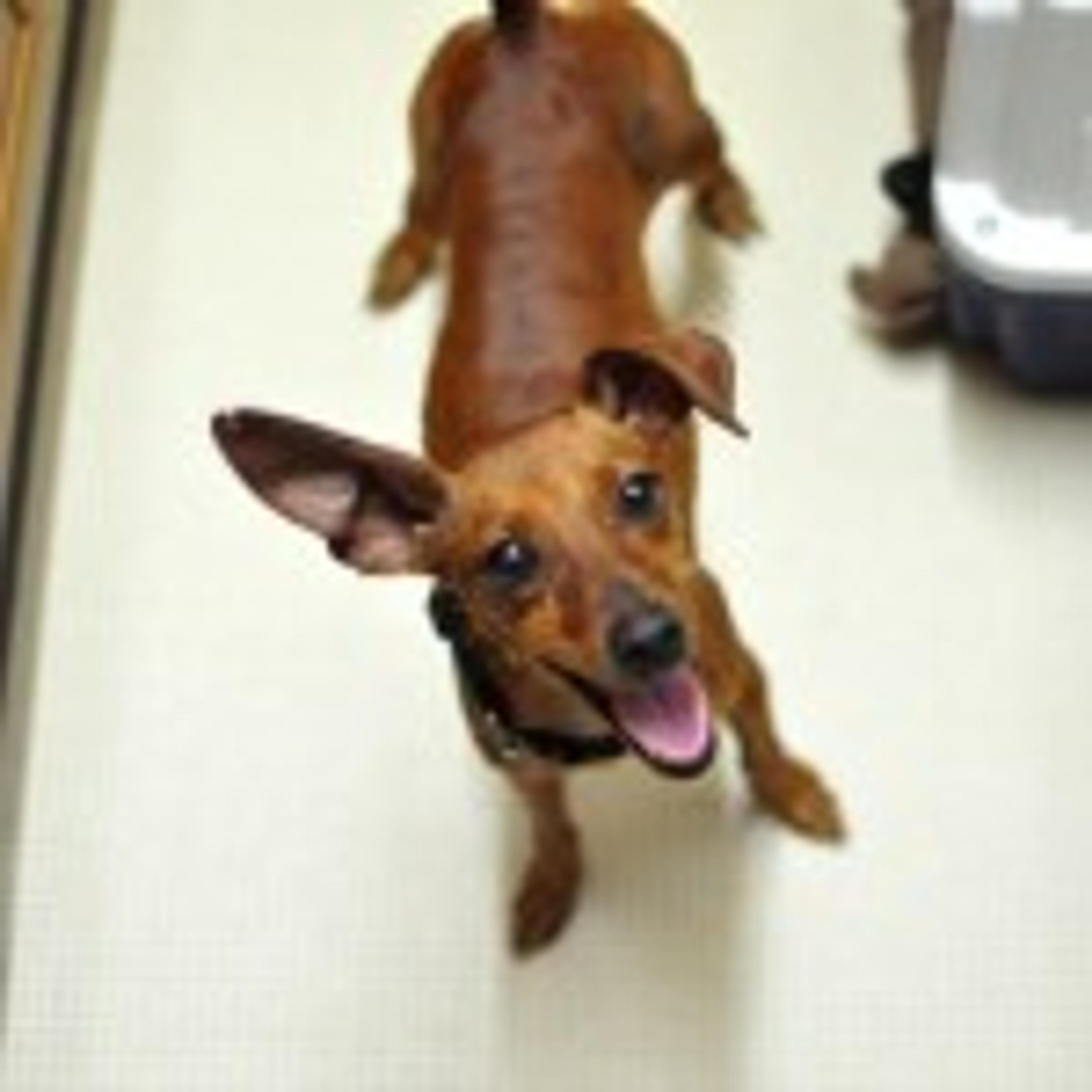 pet-image-2