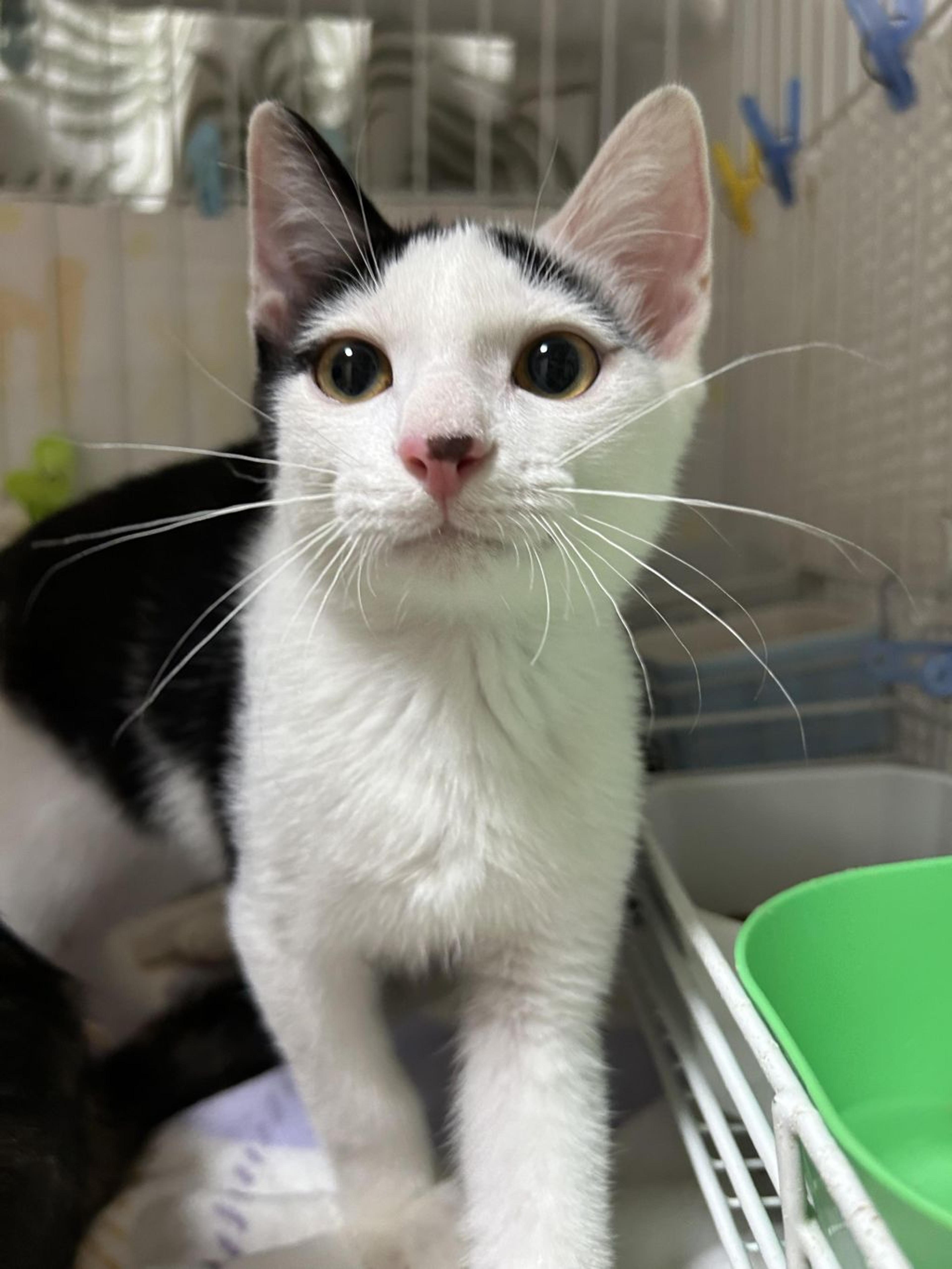 pet-image-3