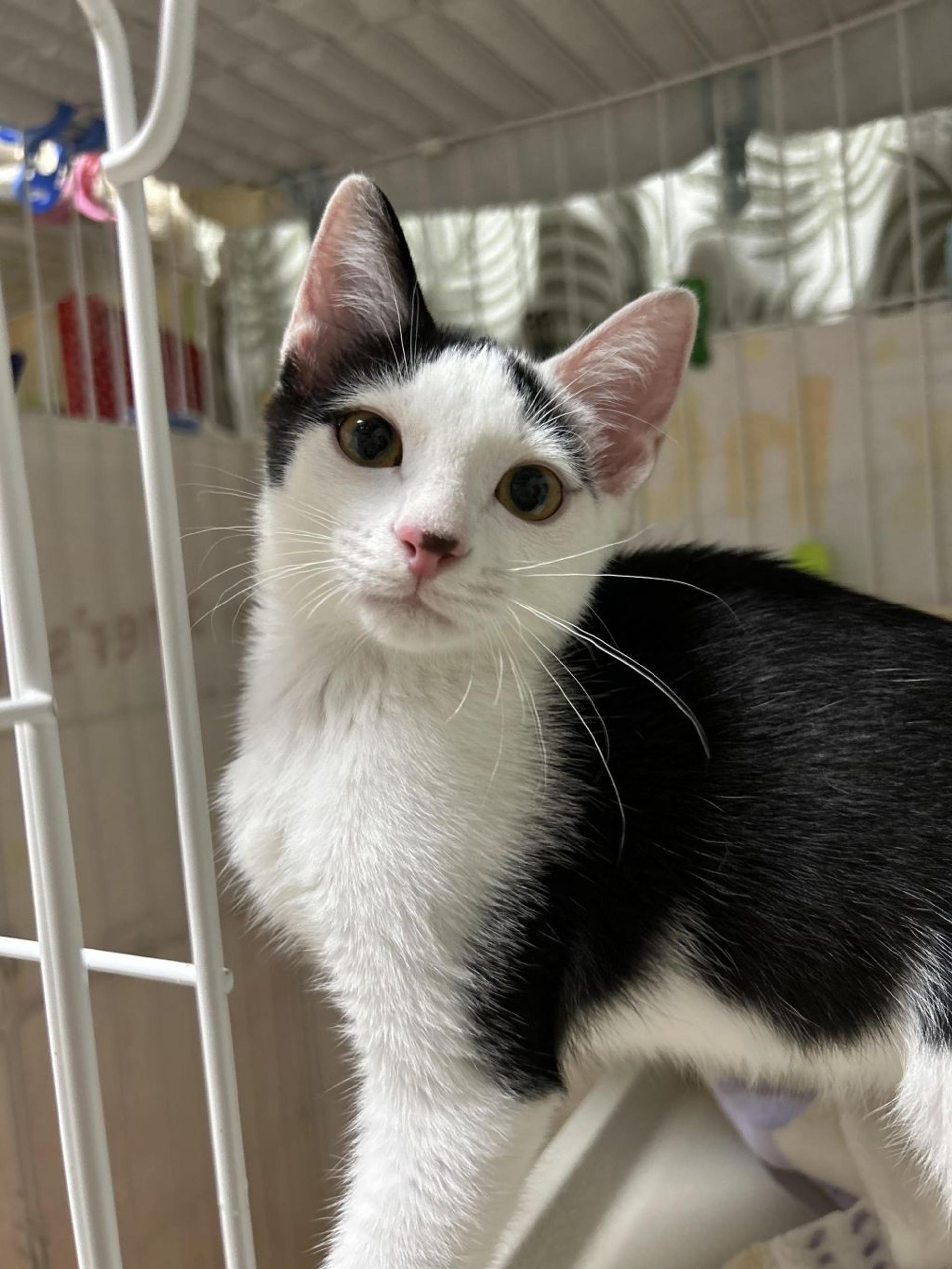 pet-image-4
