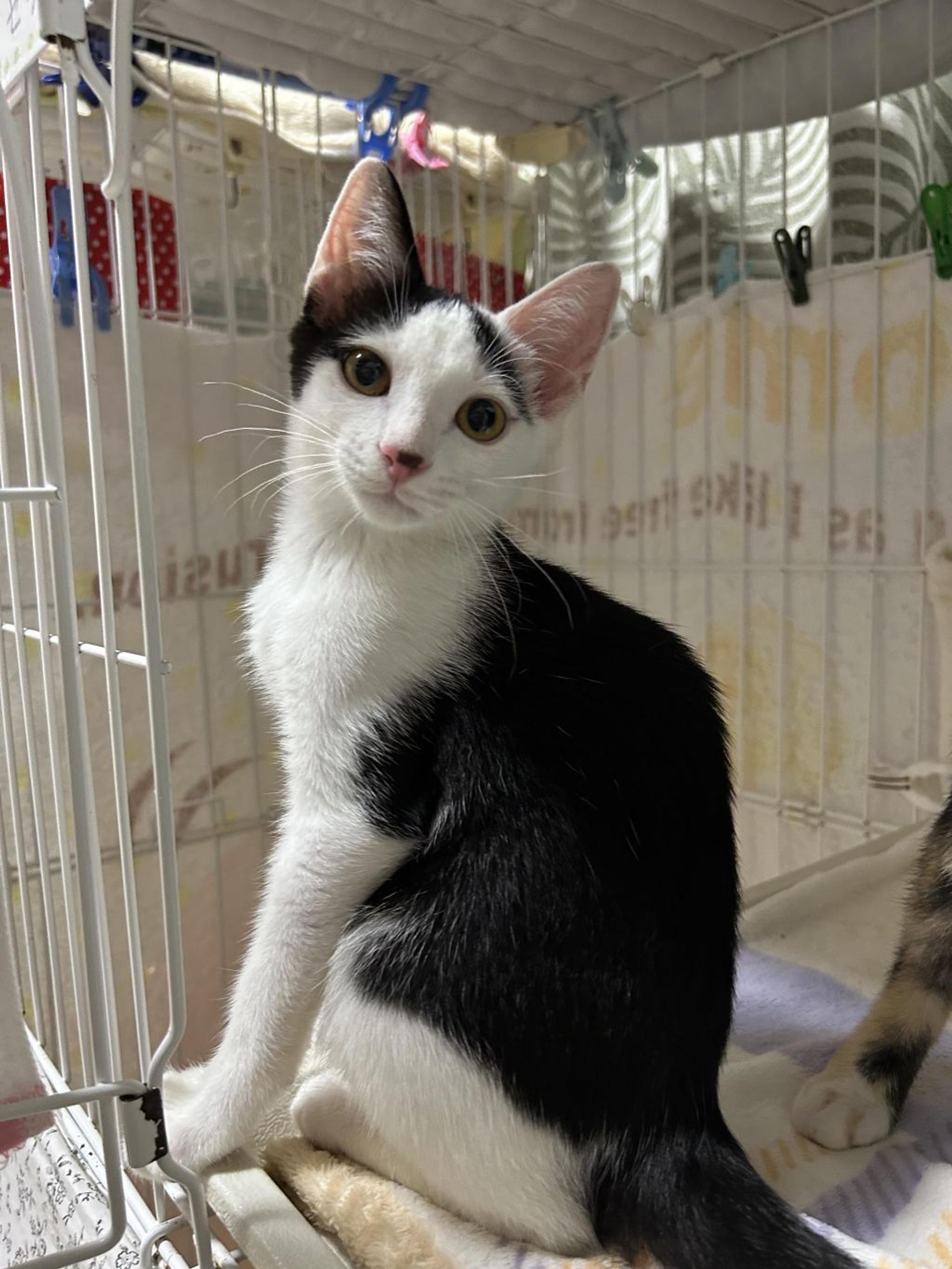 pet-image-5