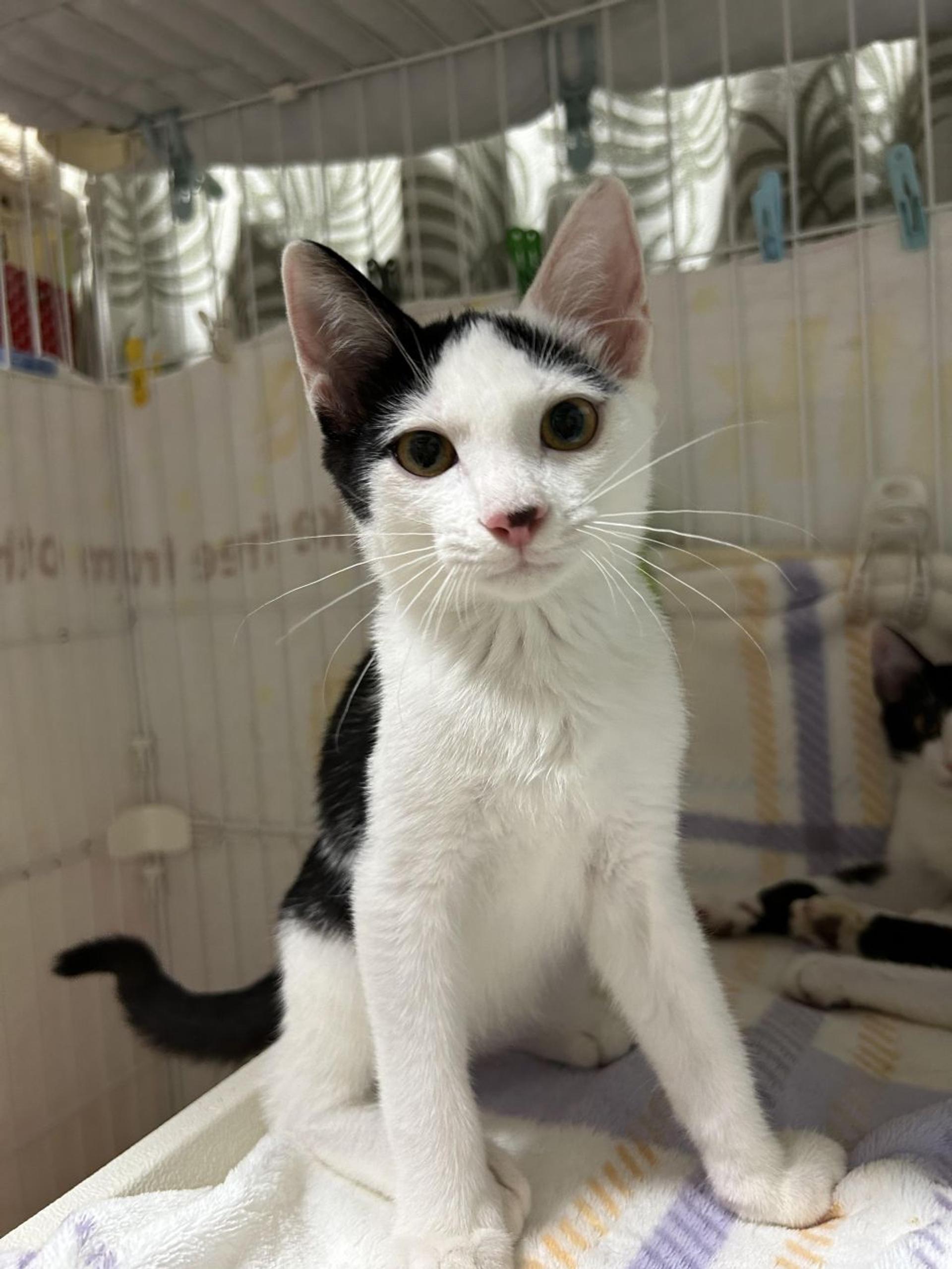 pet-image-6