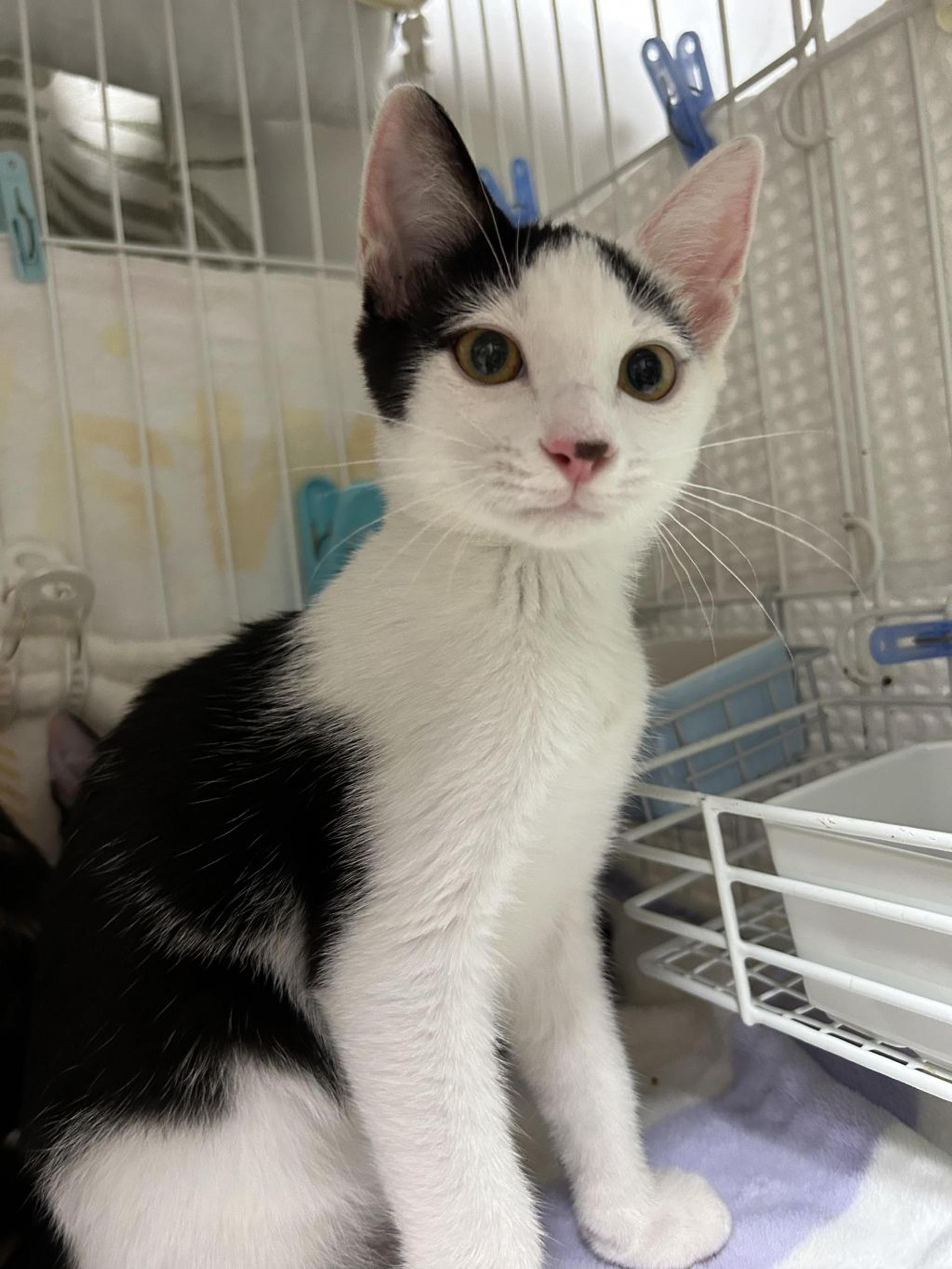 pet-image-9