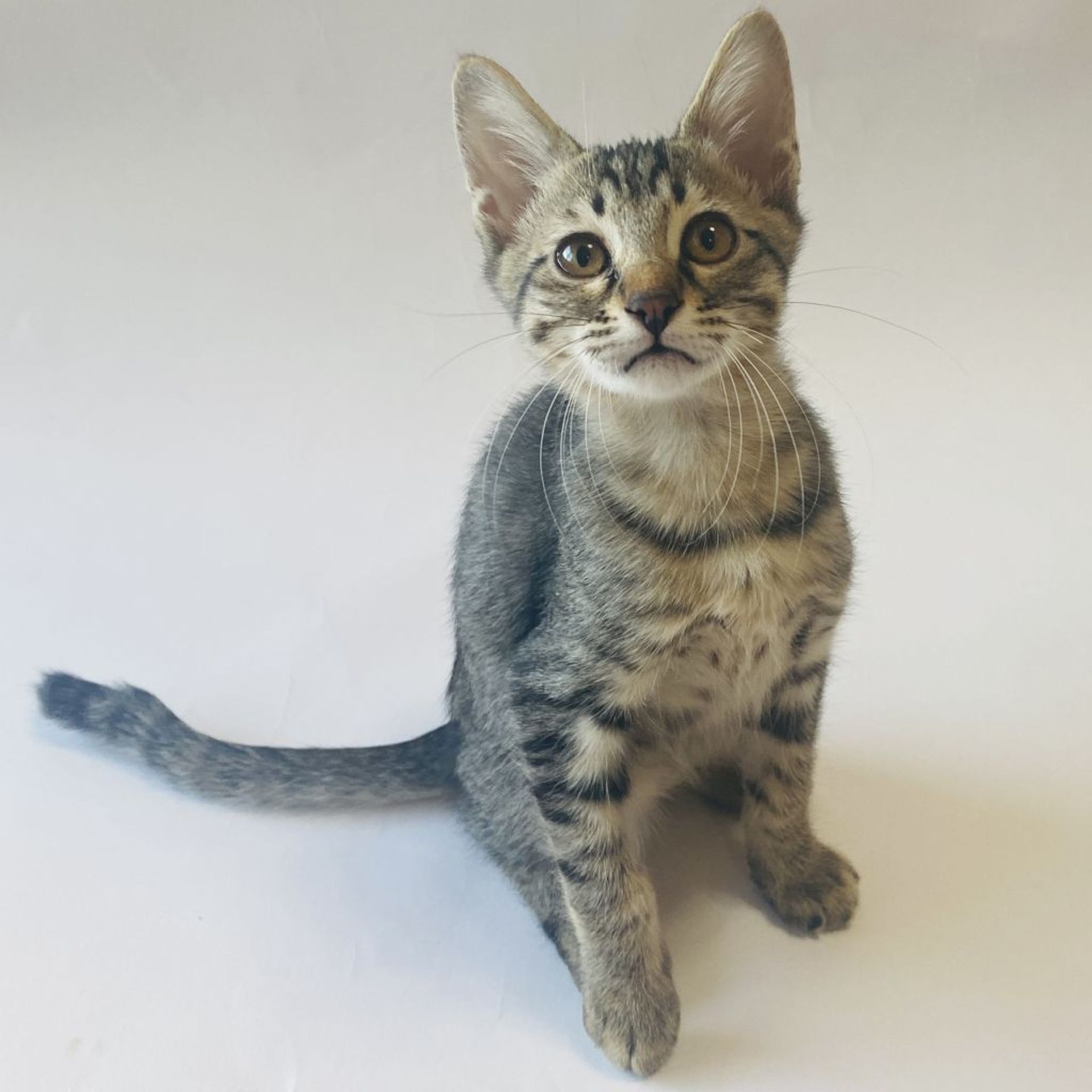 雑種（ミックス猫）・オスの里親募集の写真