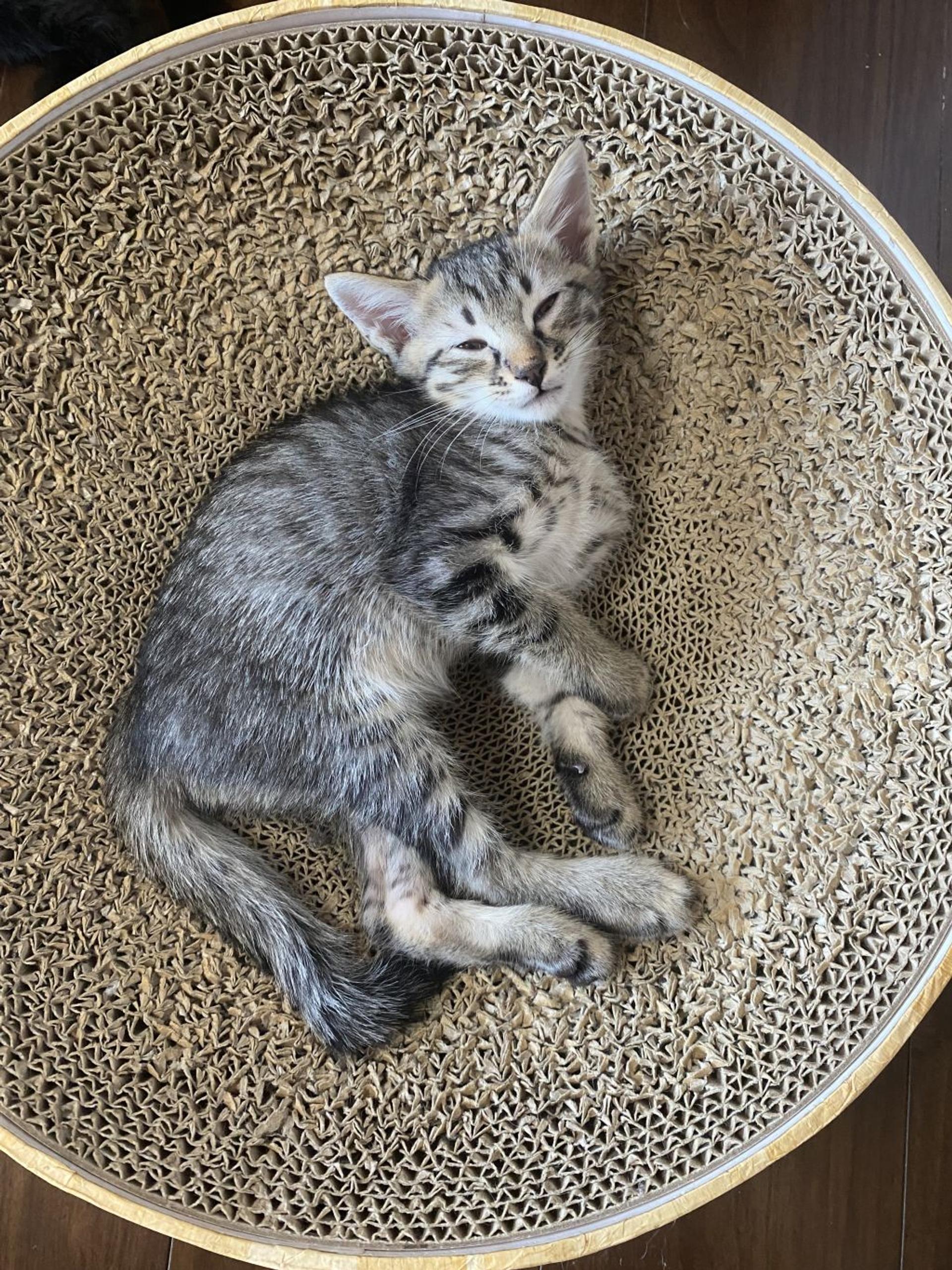 pet-image-4