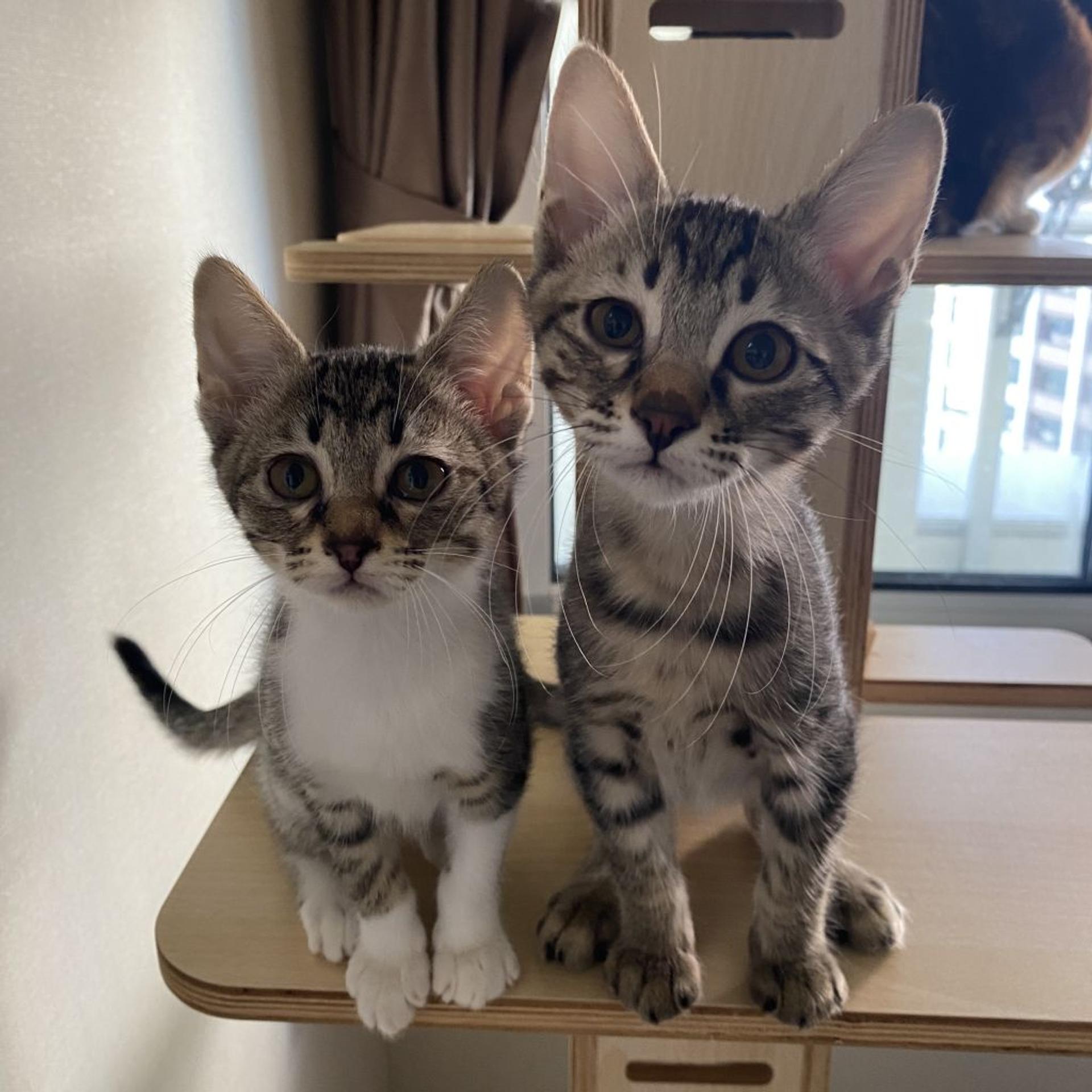 pet-image-6
