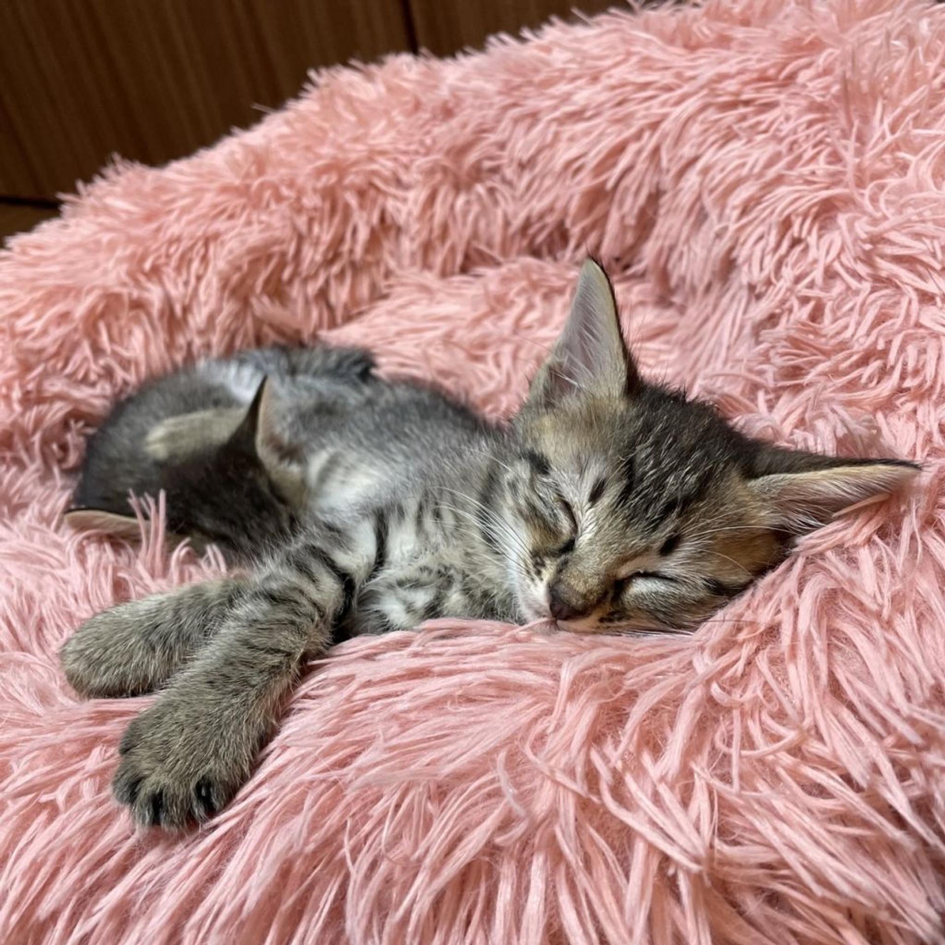 pet-image-7