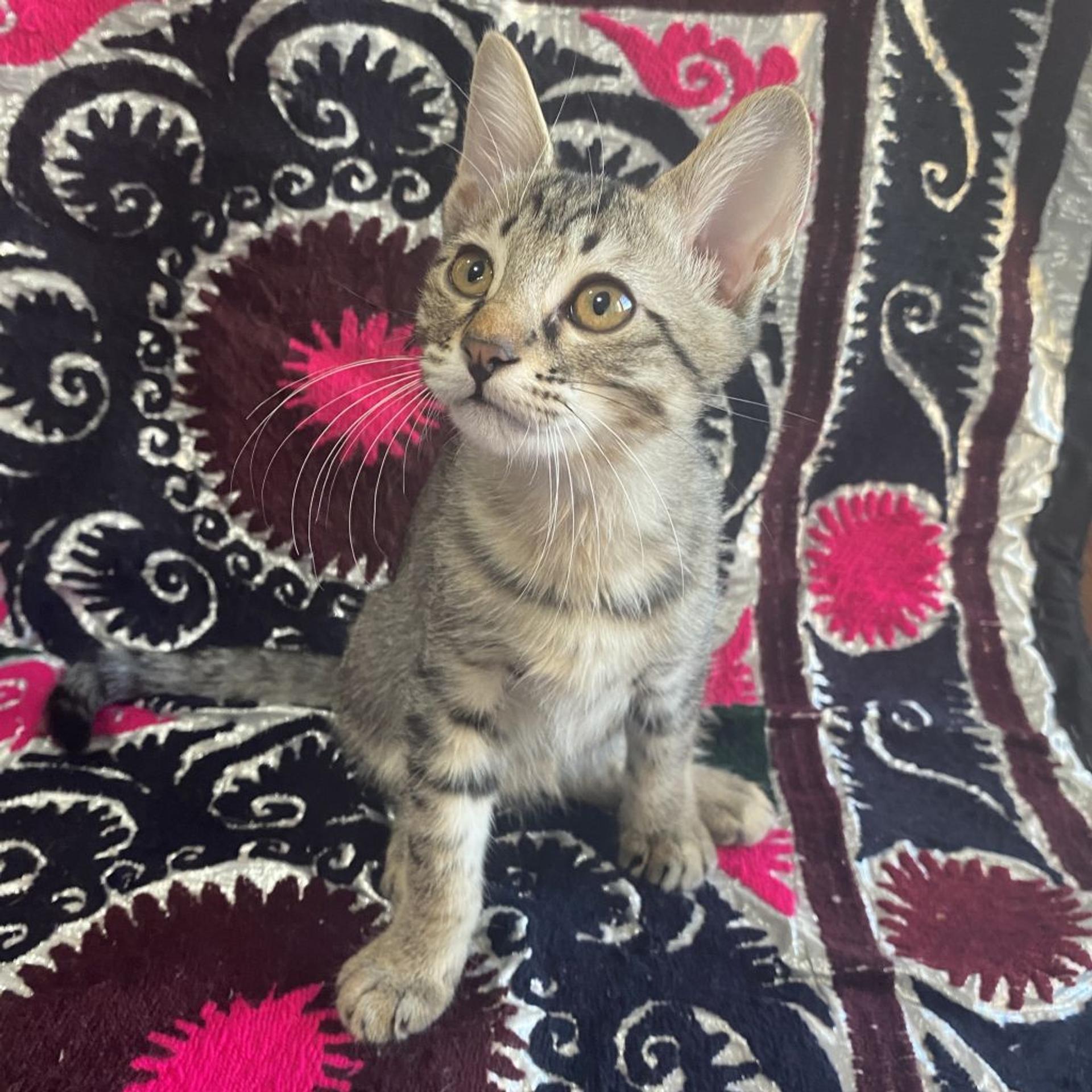 pet-image-8