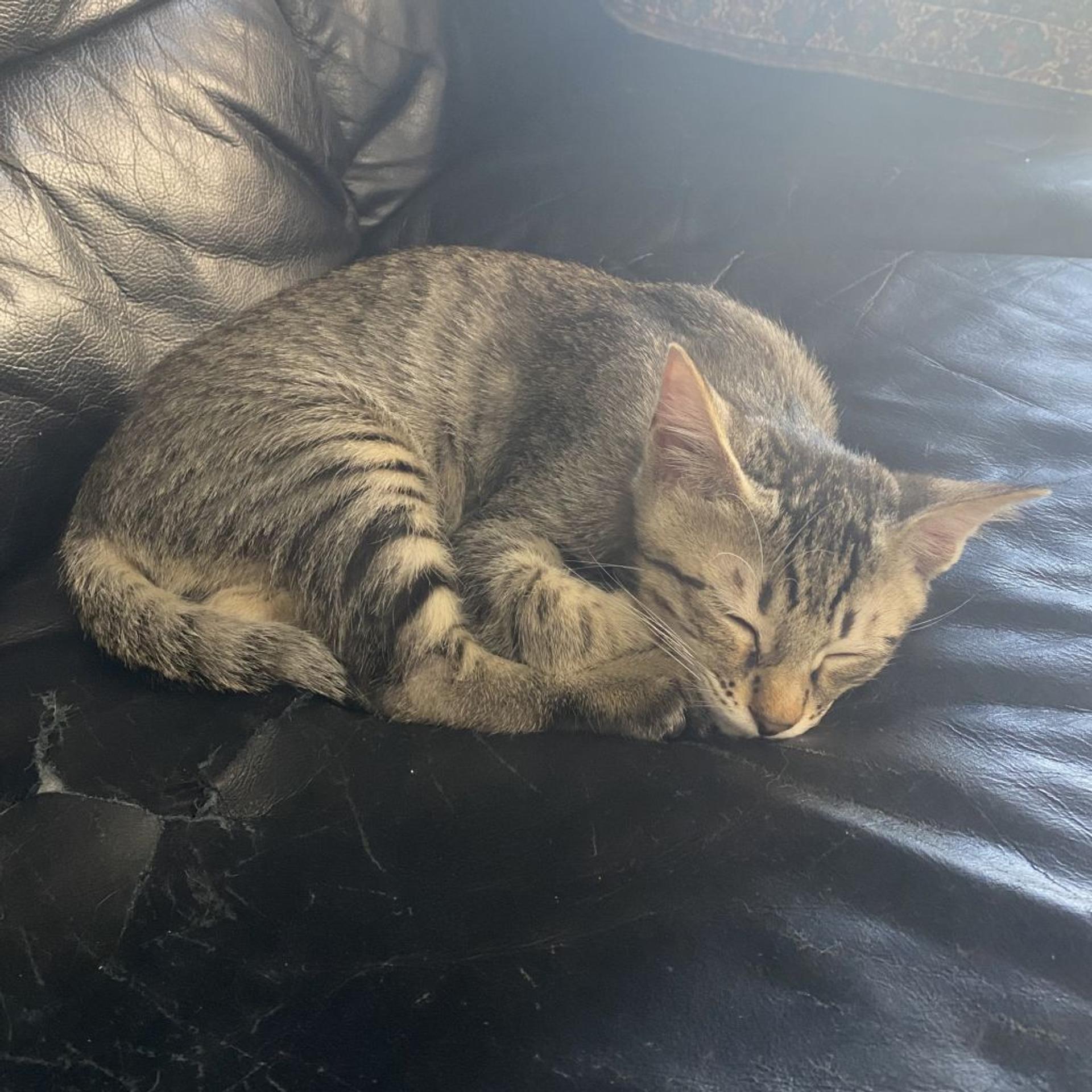 pet-image-9