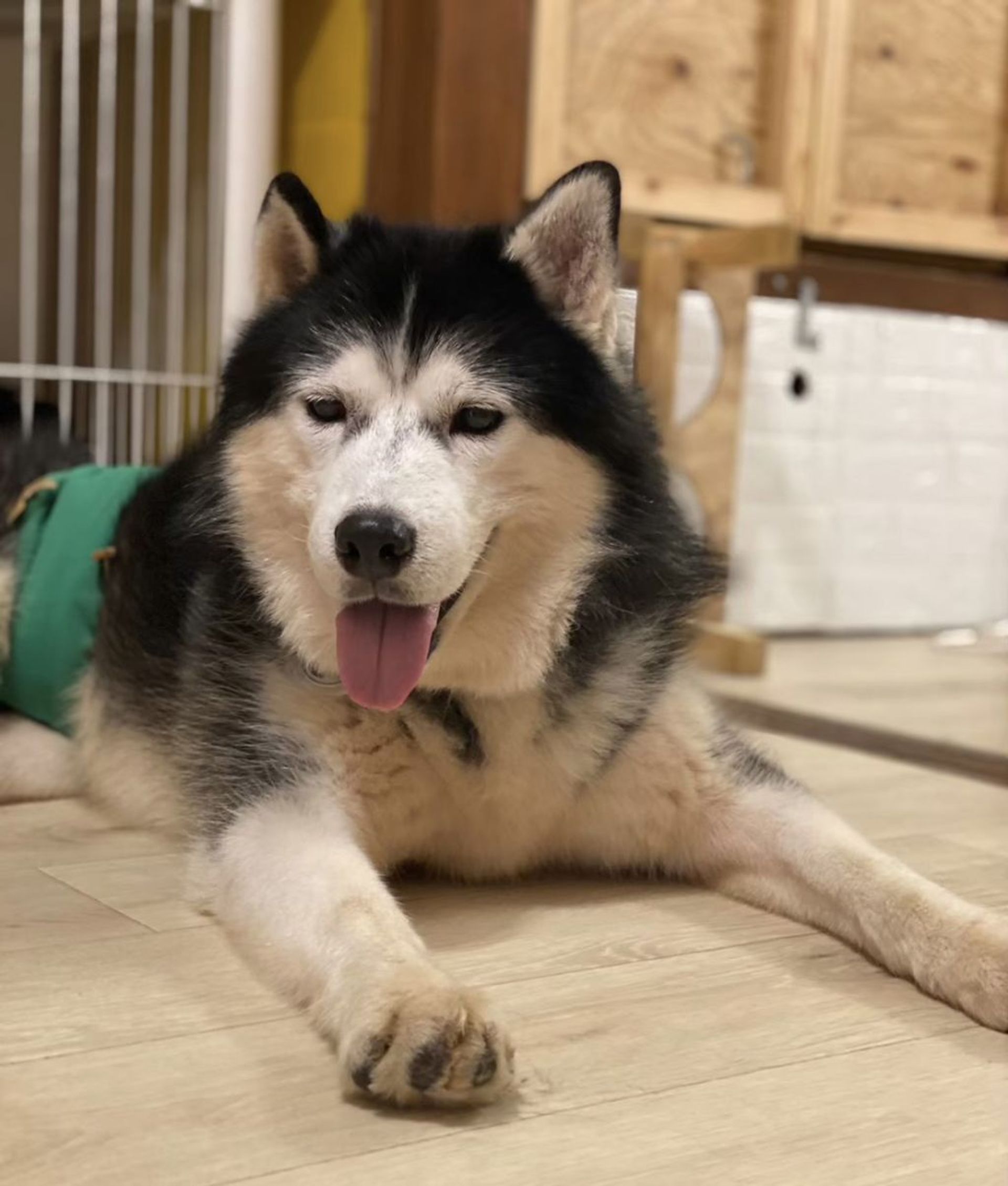 シベリアン・ハスキー・オスの里親募集の写真