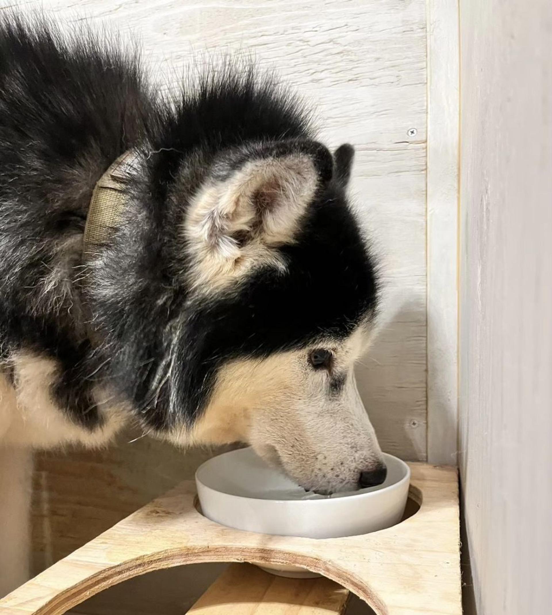 pet-image-4