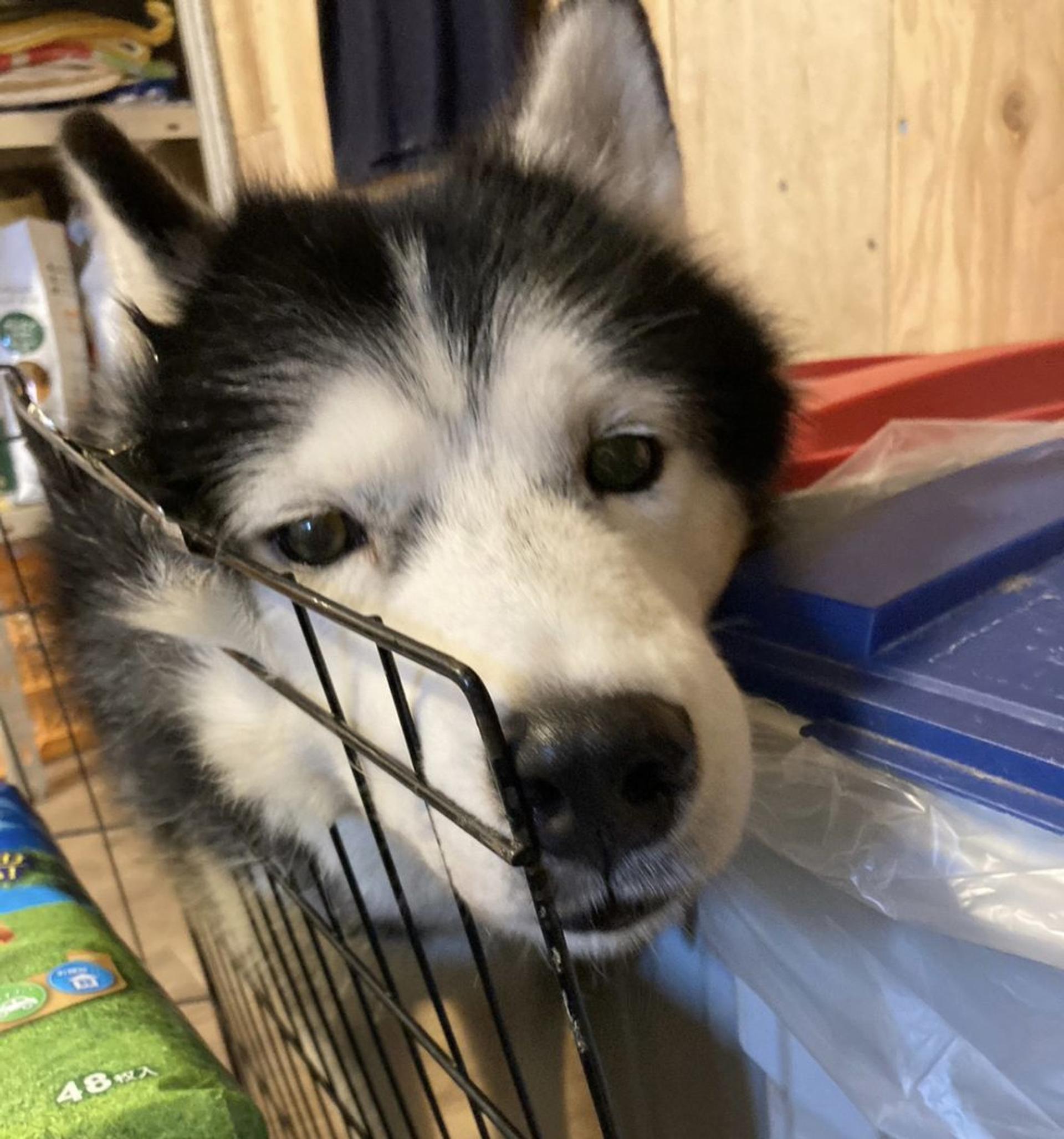 pet-image-6