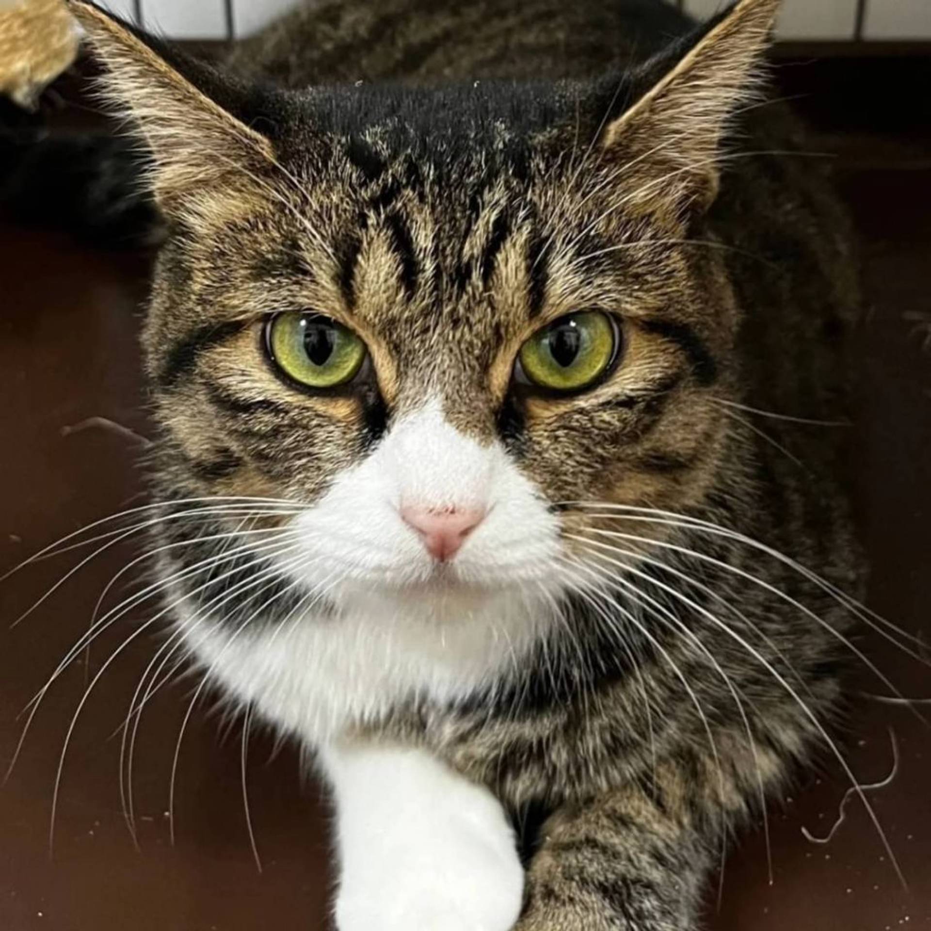 雑種（ミックス猫）・メスの里親募集の写真