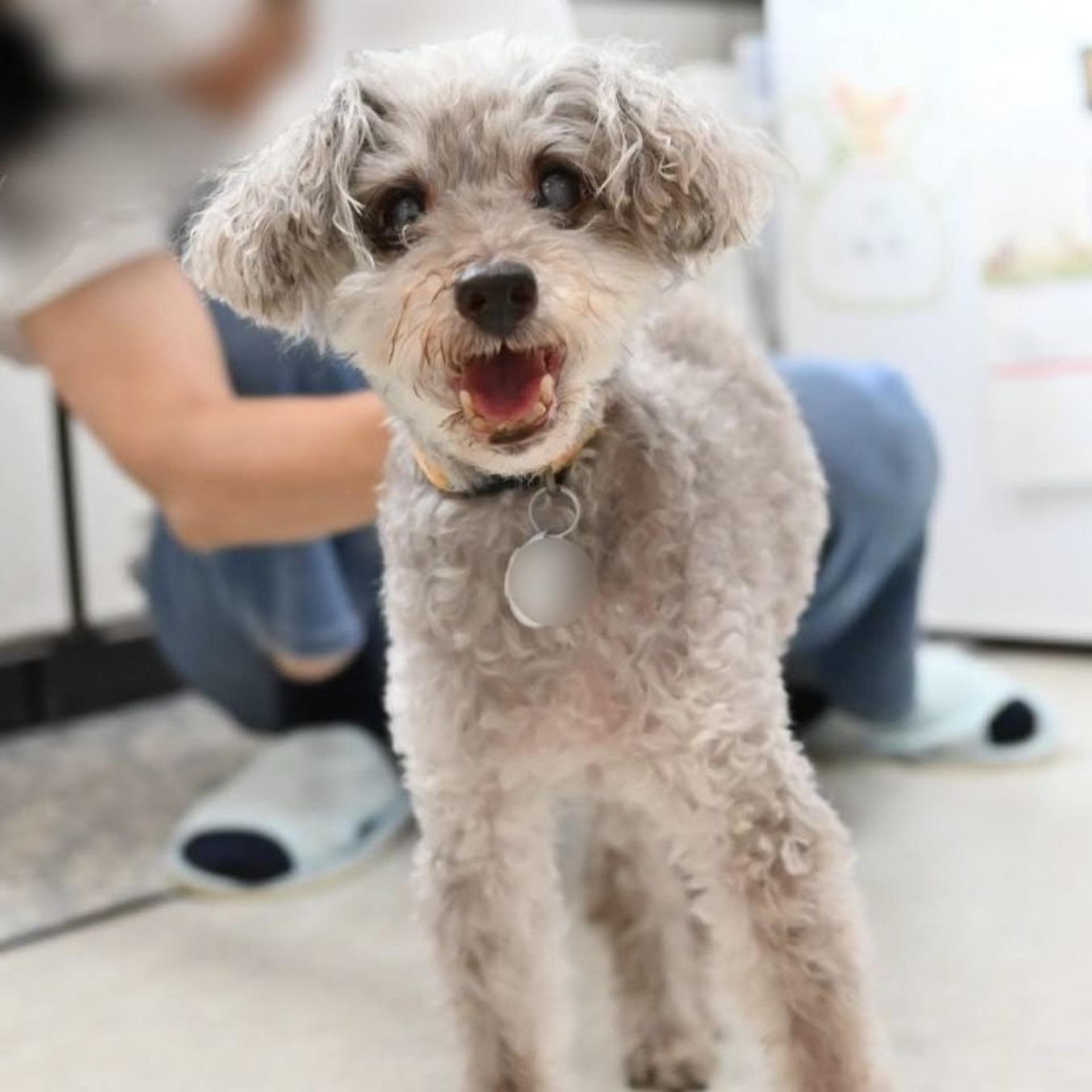 pet-image-3
