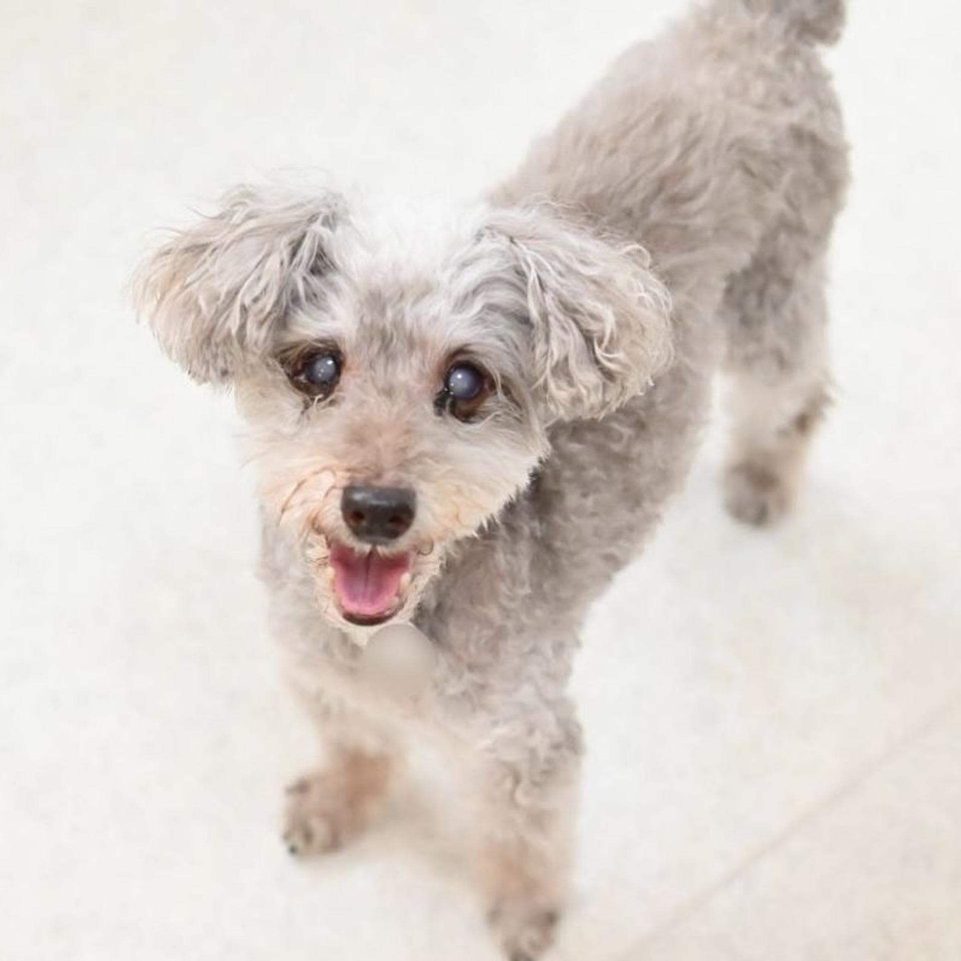pet-image-4
